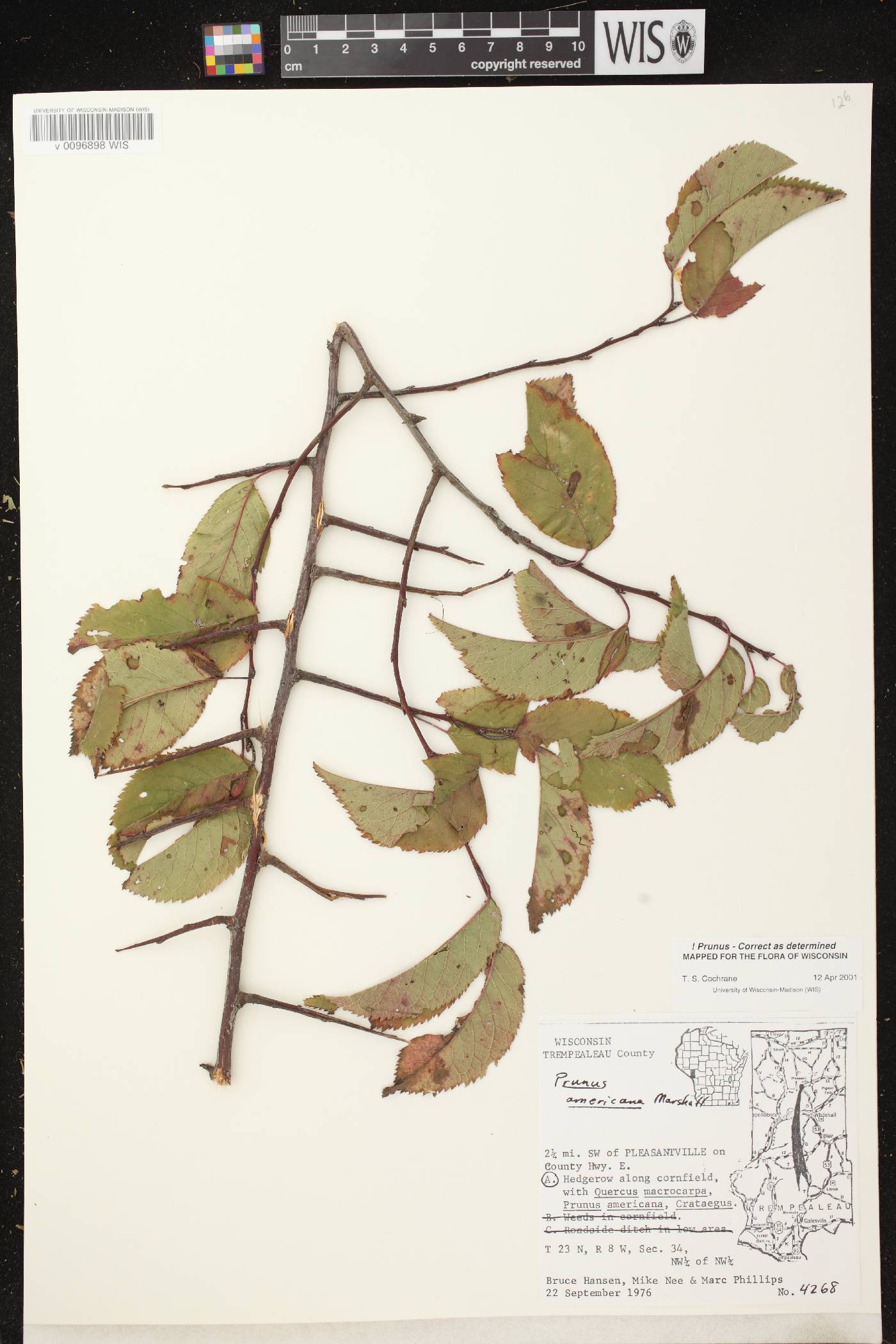 Prunus americana image