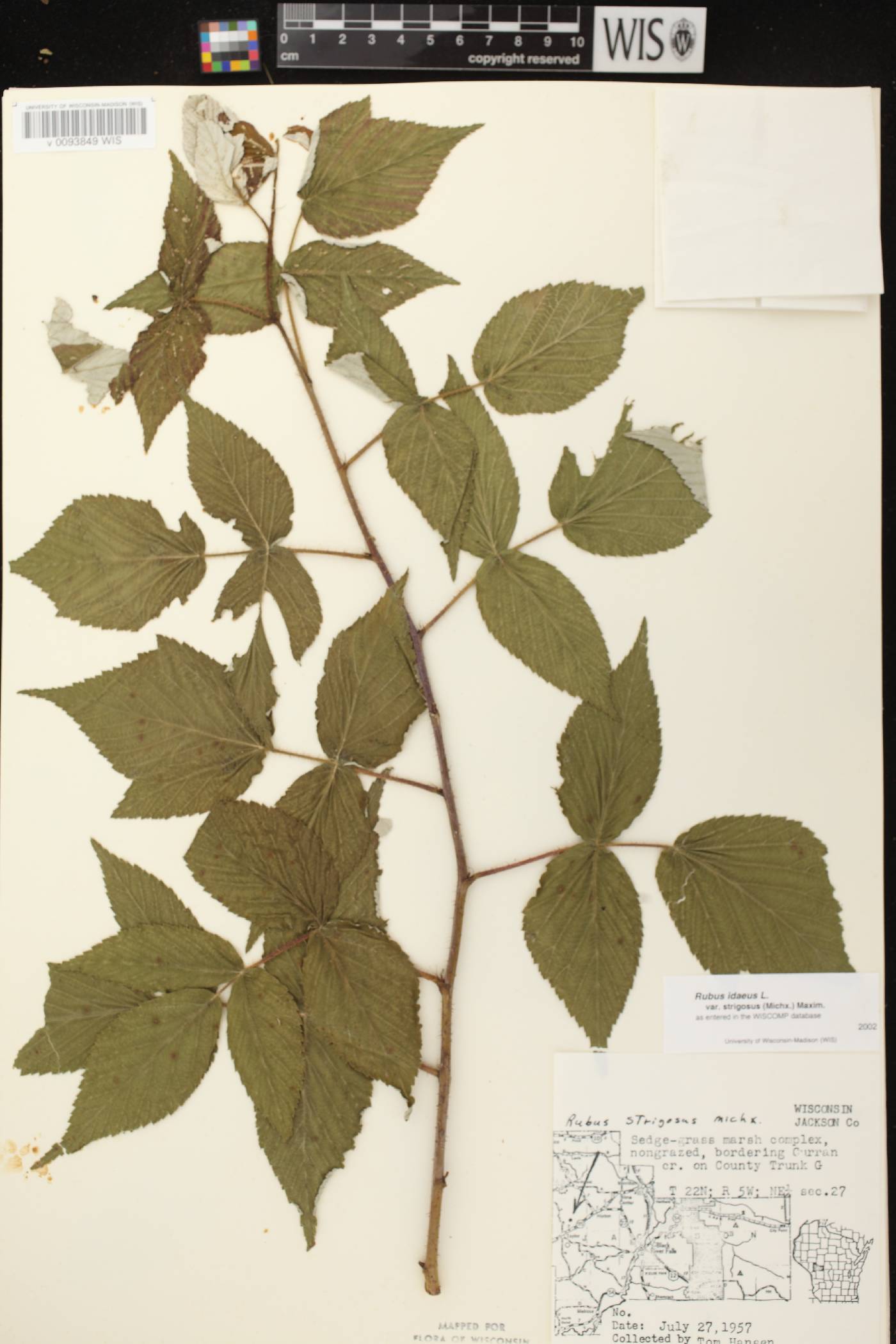 Rubus idaeus subsp. strigosus image