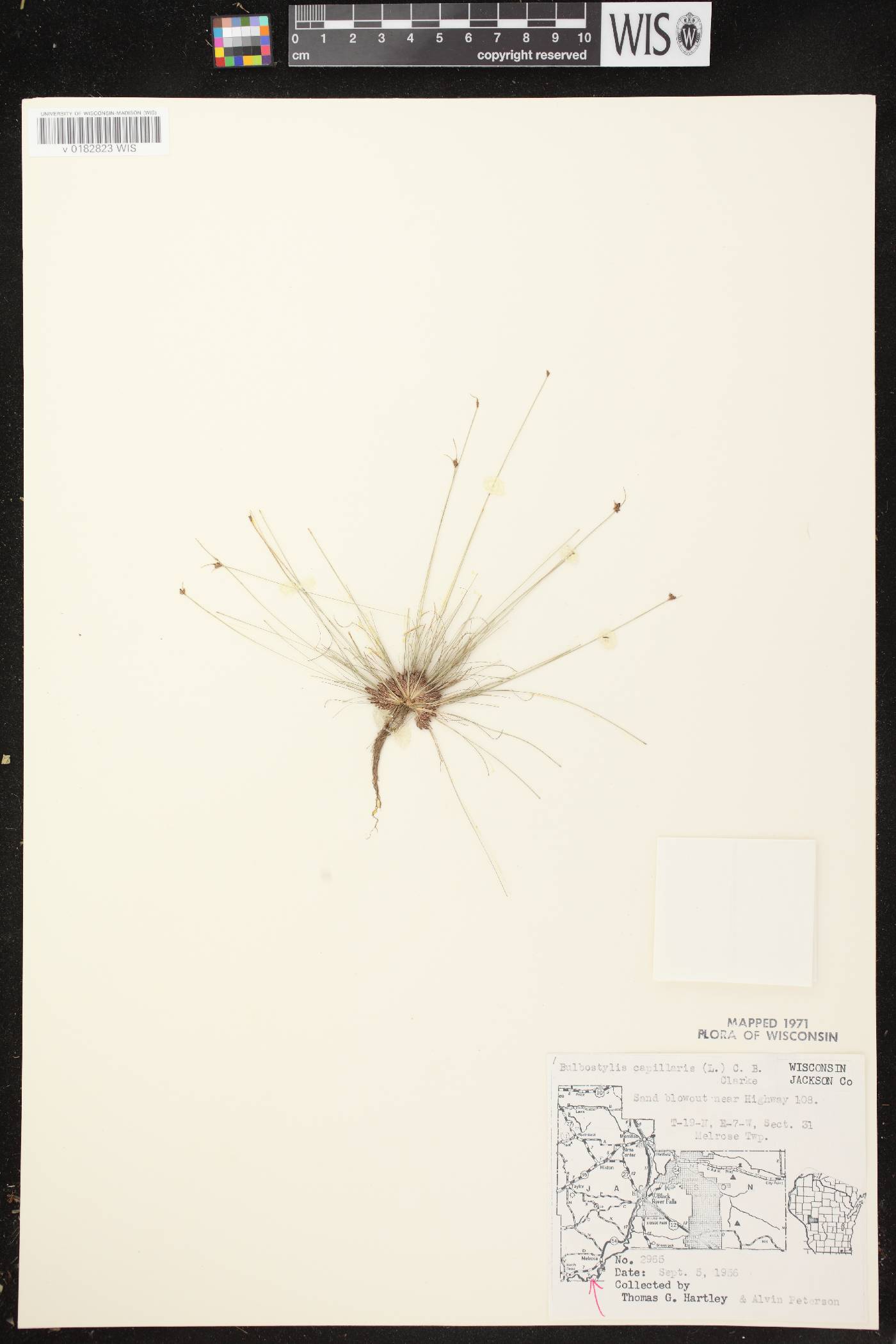 Bulbostylis capillaris image