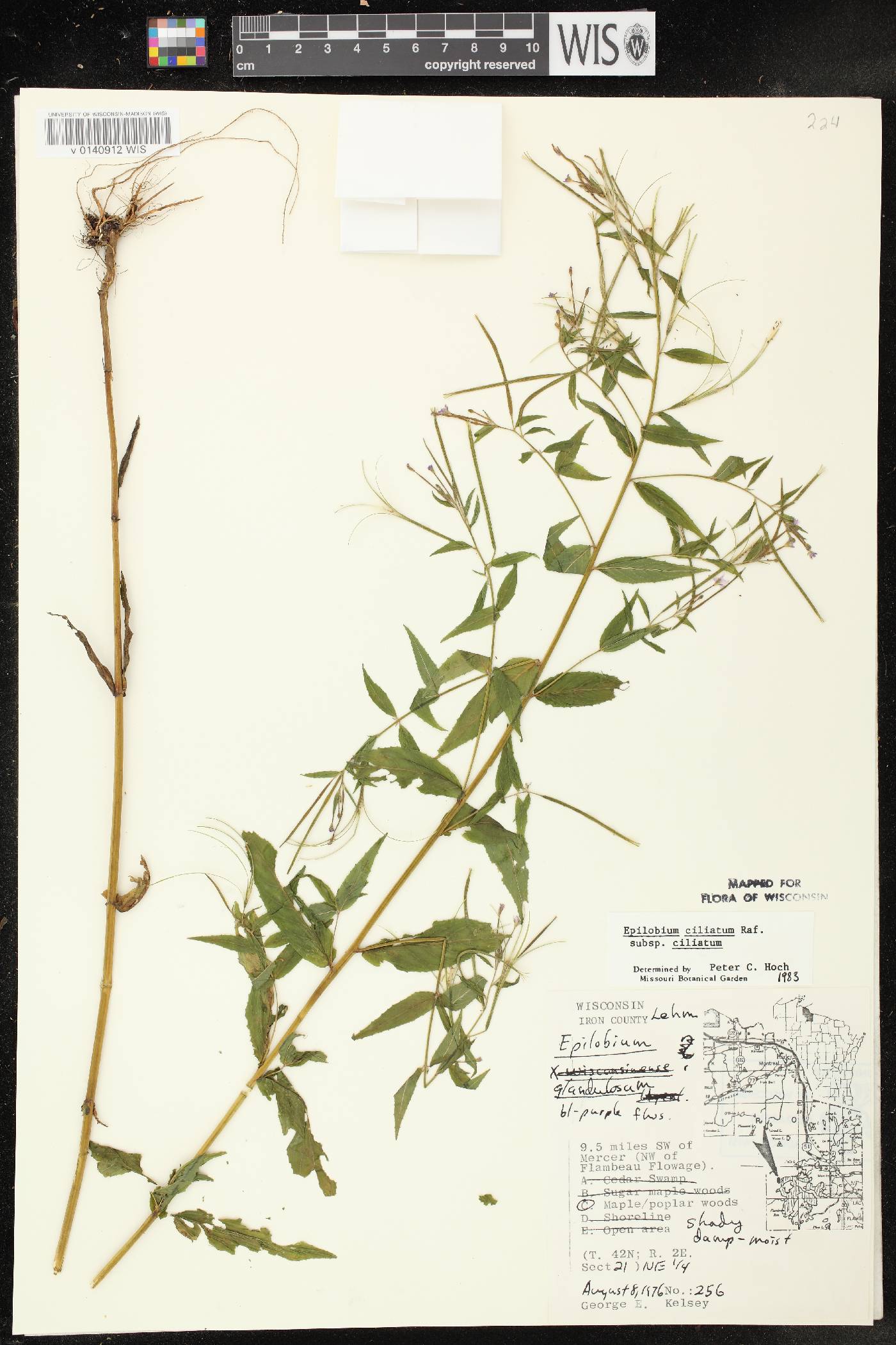 Epilobium ciliatum subsp. ciliatum image