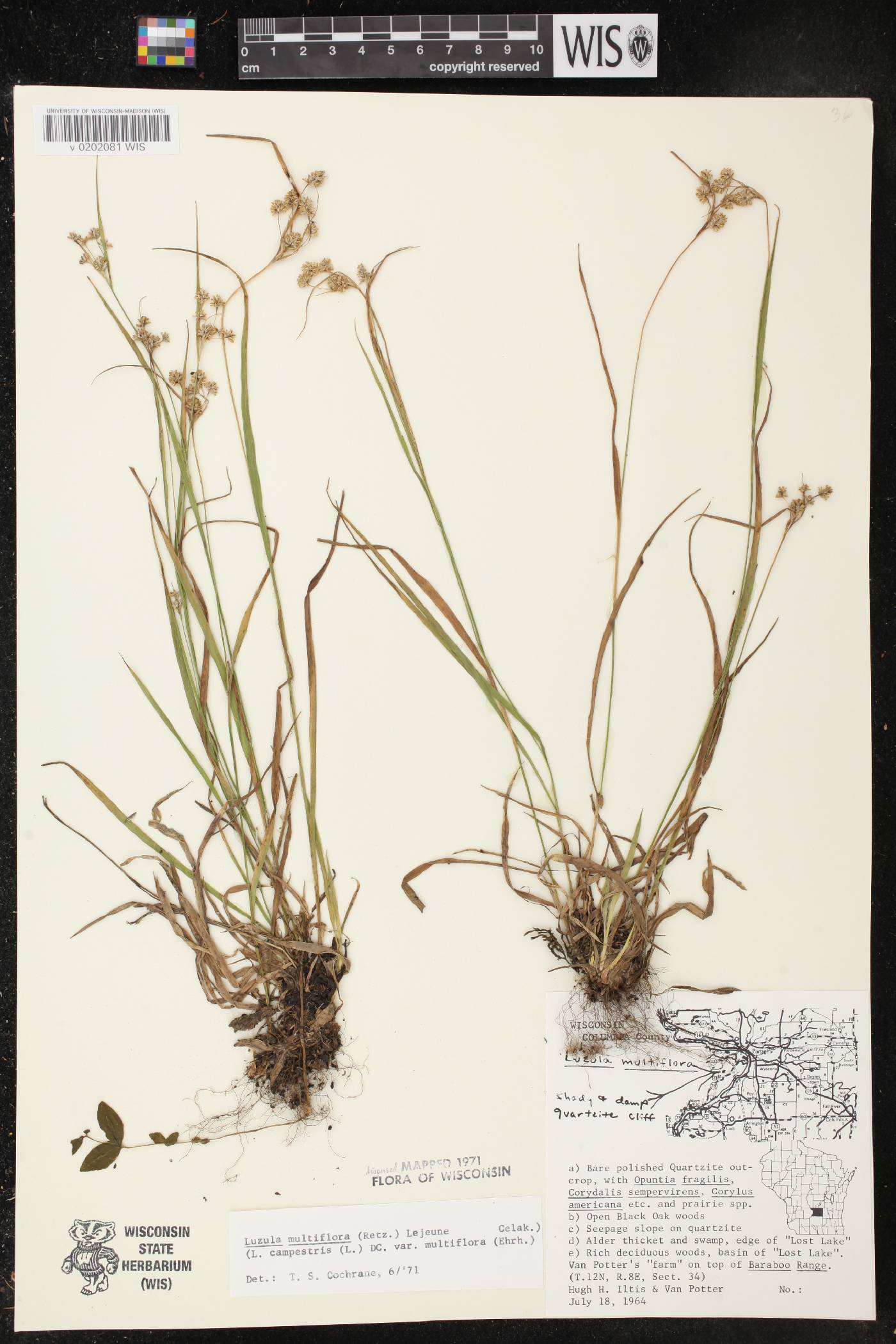 Luzula multiflora image