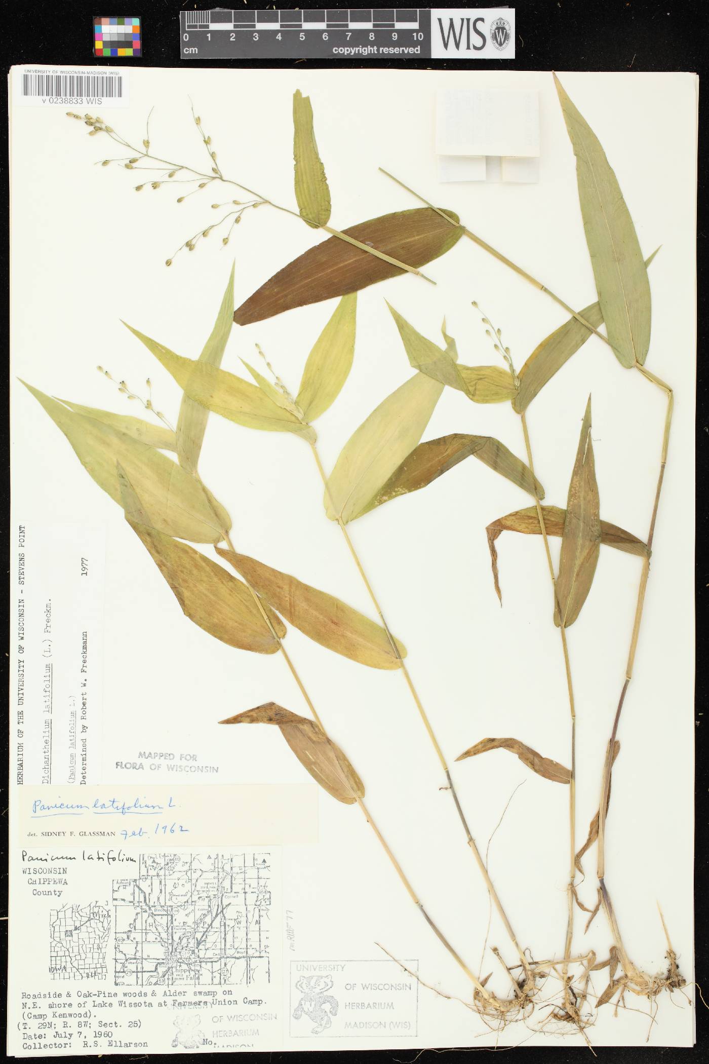 Dichanthelium latifolium image