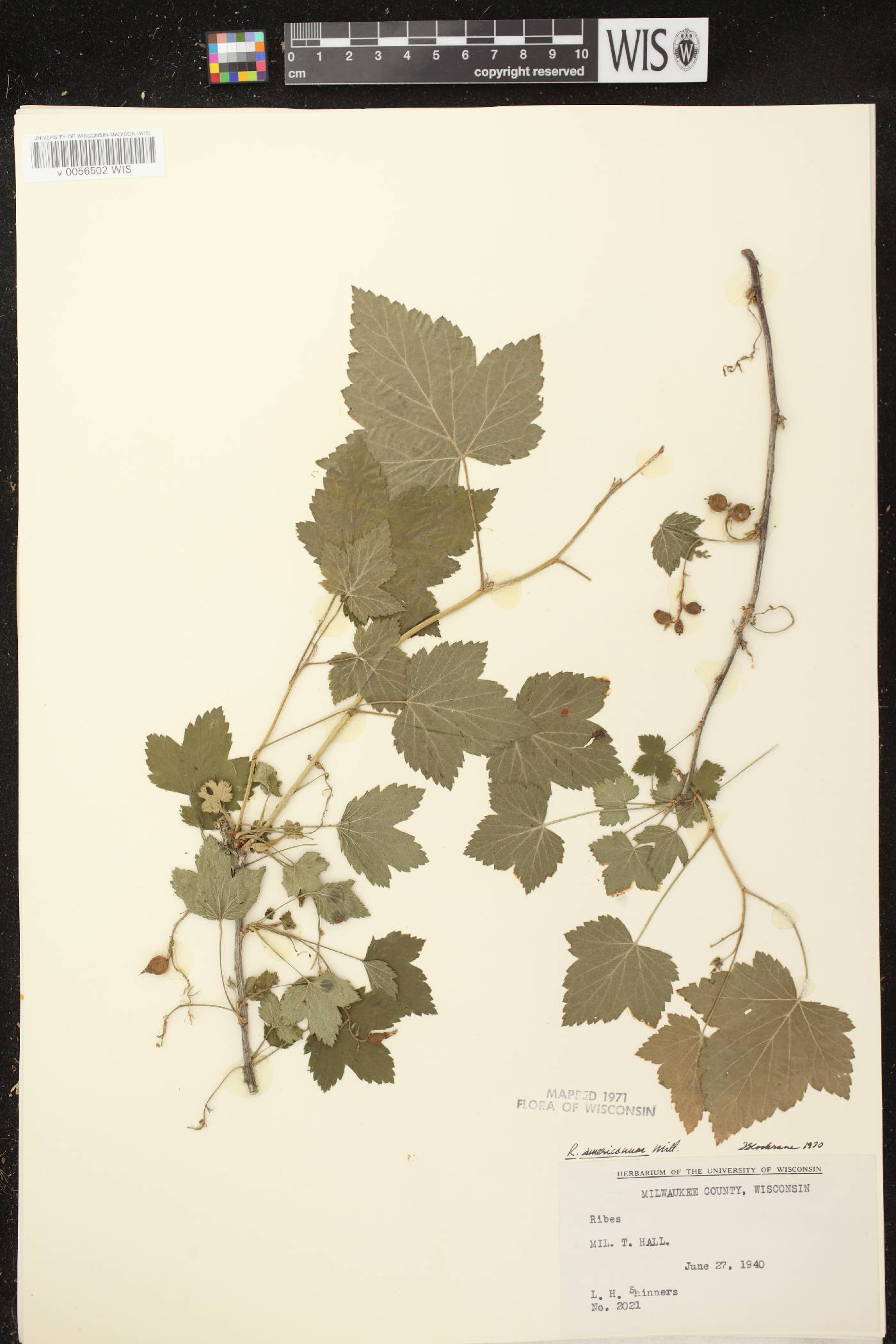 Ribes americanum image