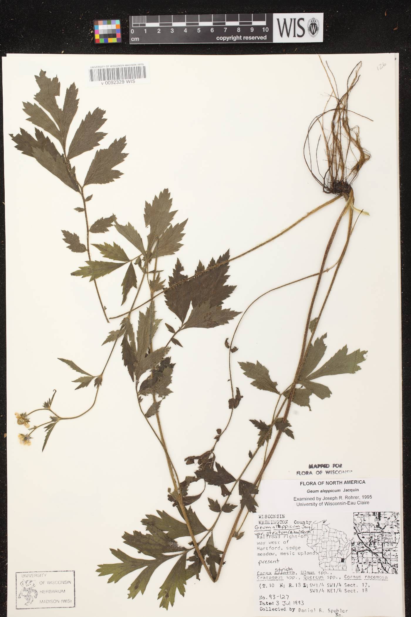 Geum aleppicum image
