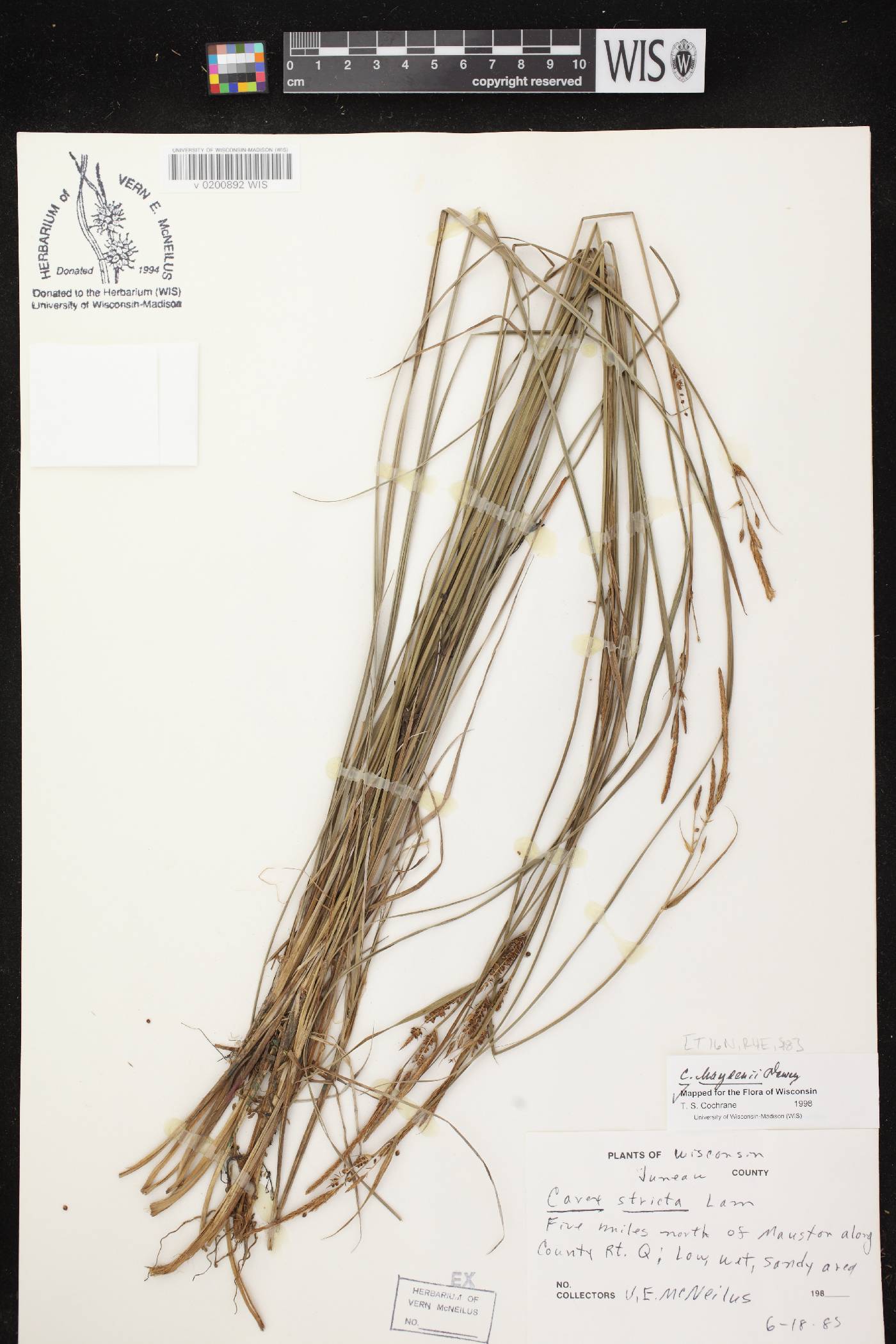 Carex haydenii image