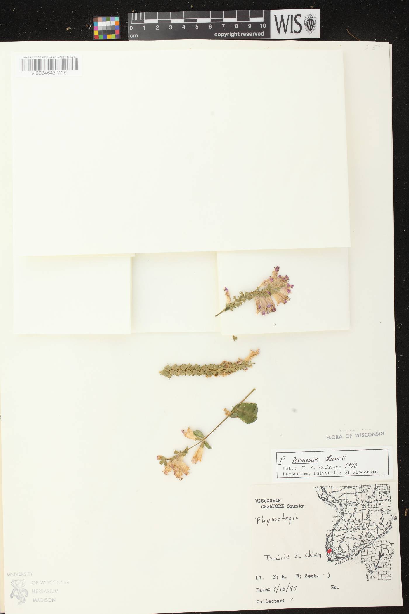 Physostegia virginiana image