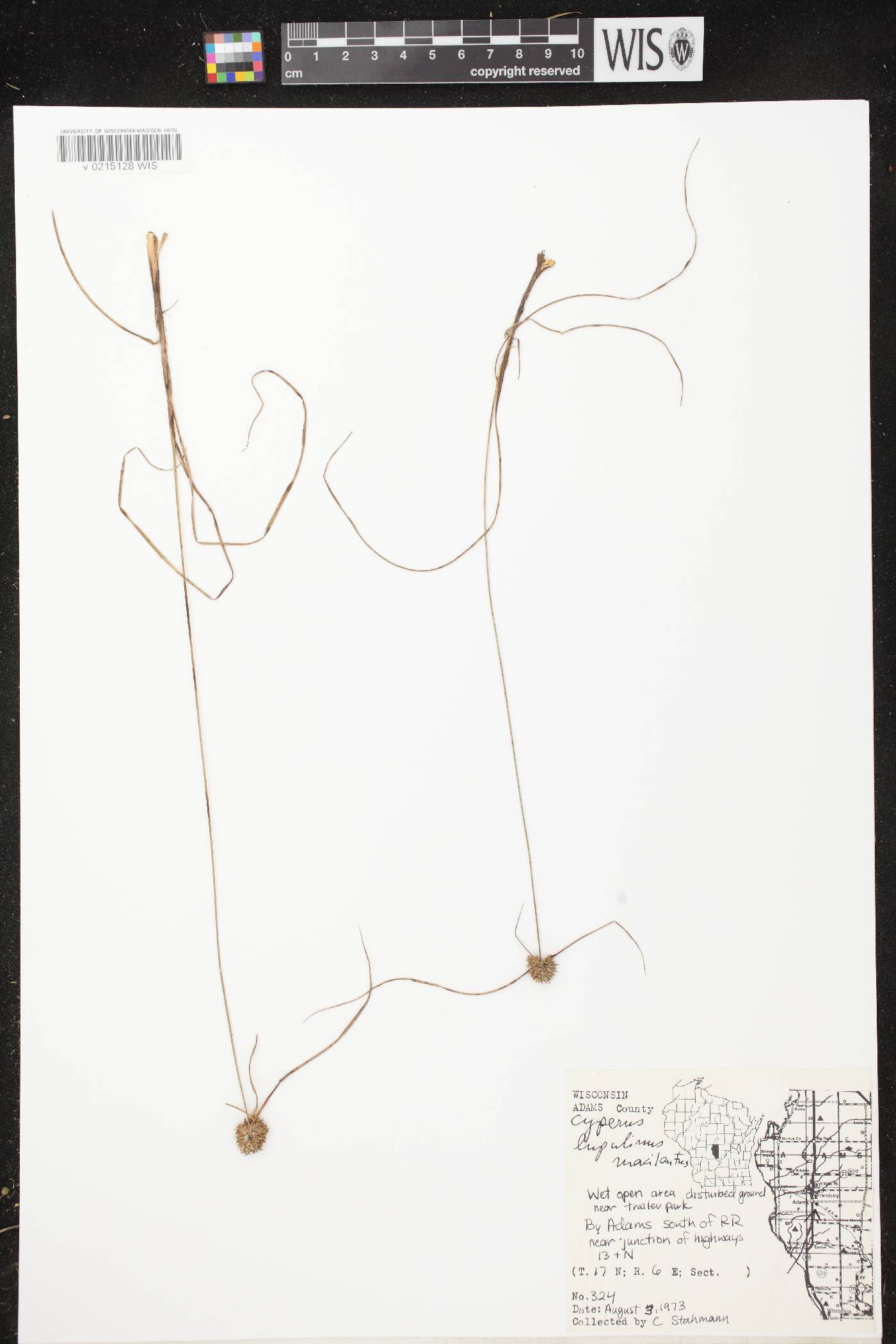 Cyperus lupulinus subsp. macilentus image
