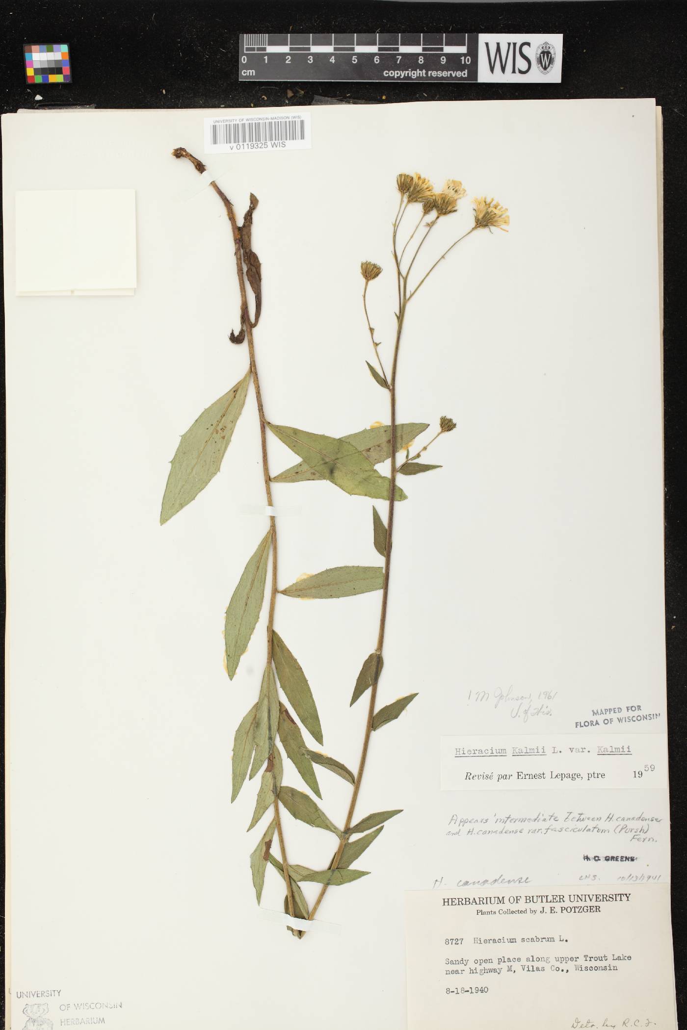 Hieracium umbellatum image