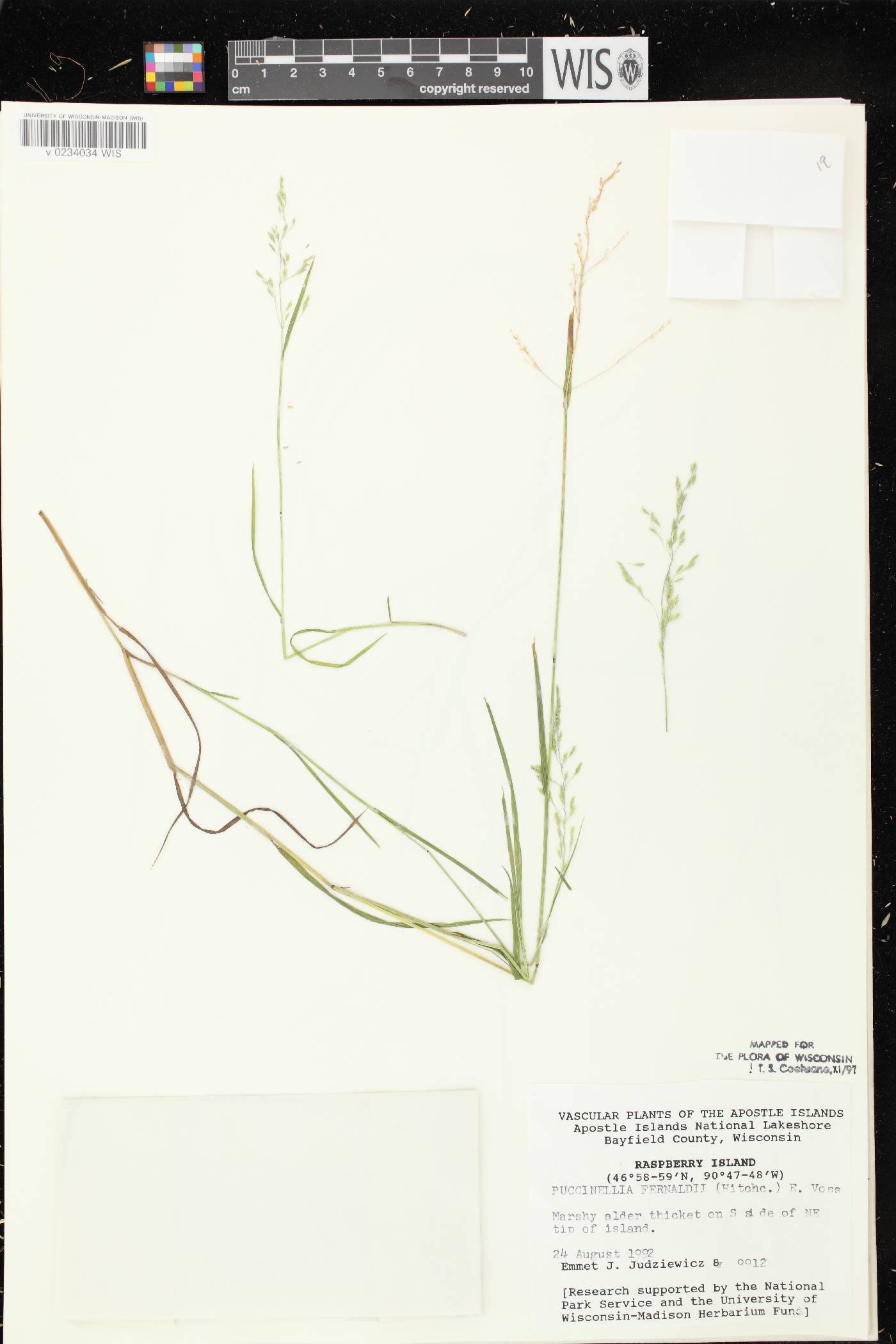 Torreyochloa fernaldii image