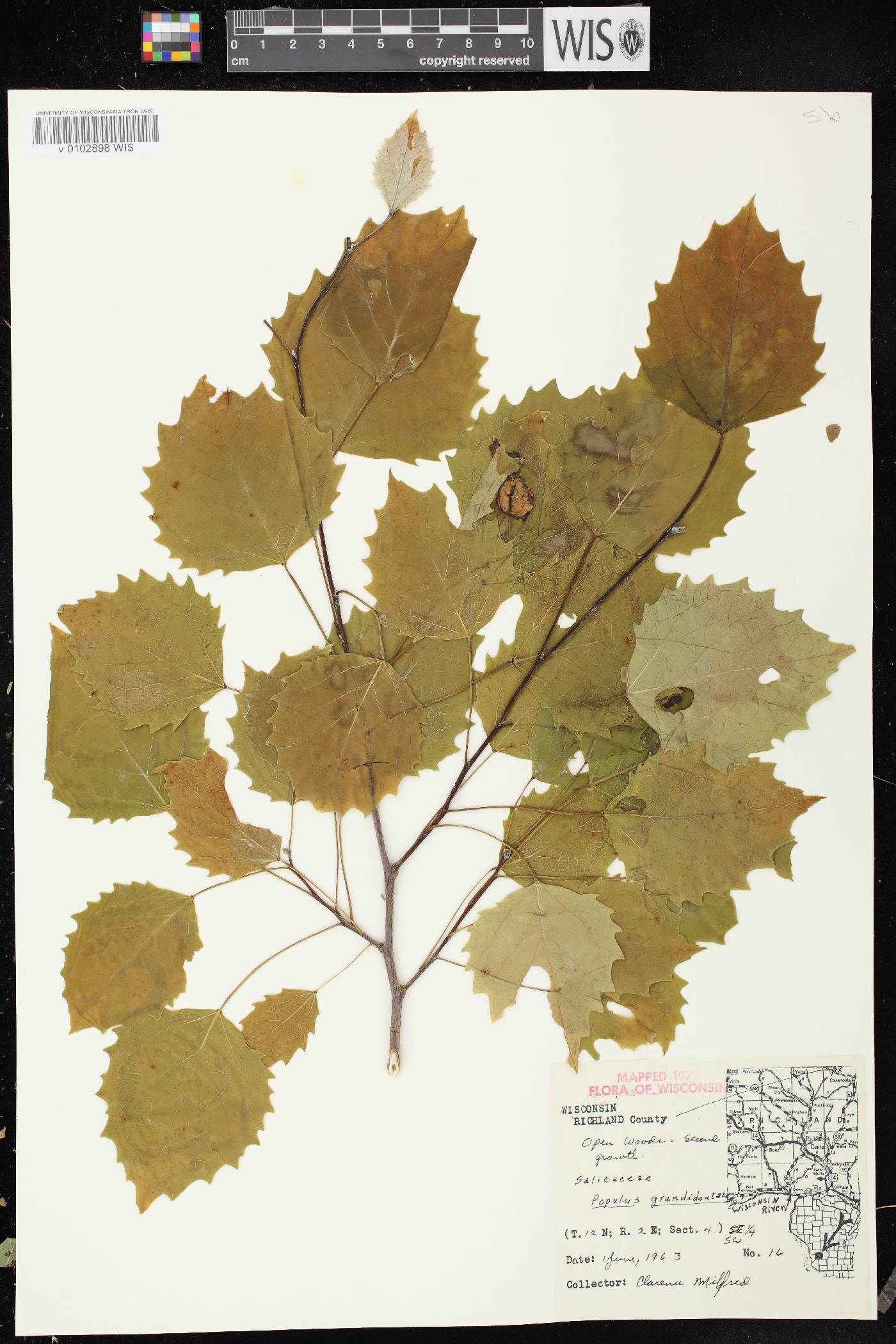 Populus grandidentata image