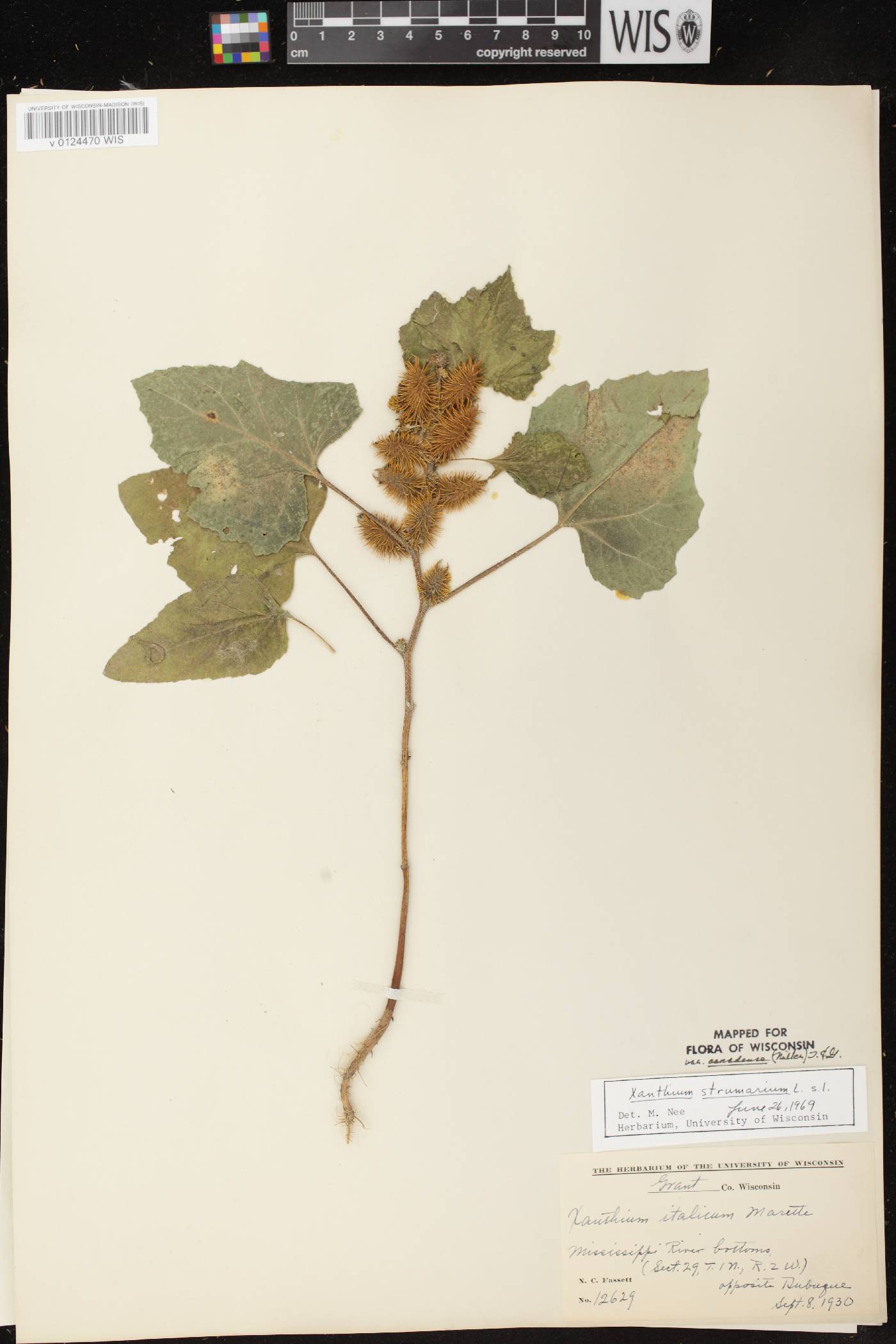 Xanthium strumarium image