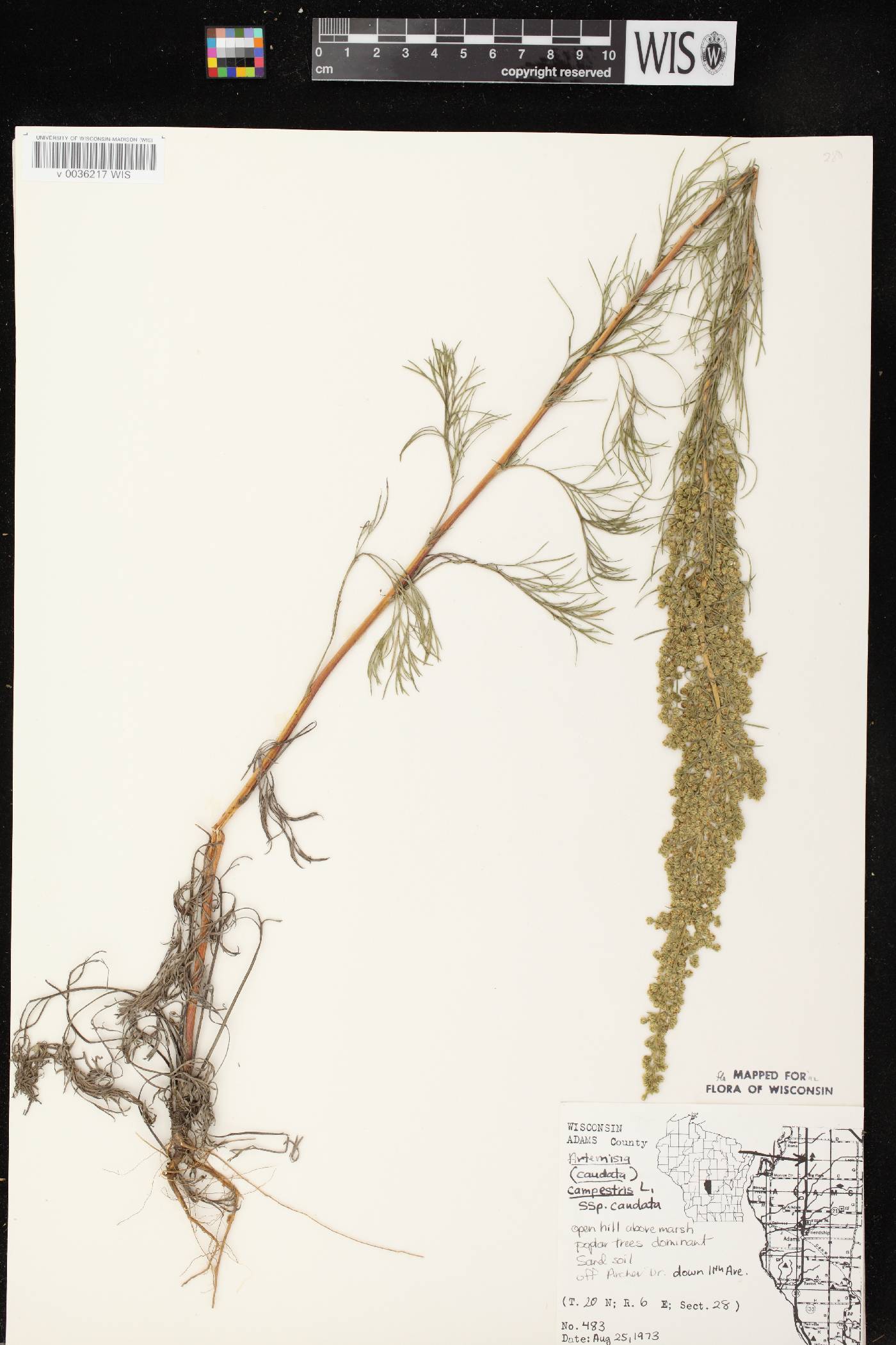 Artemisia campestris image