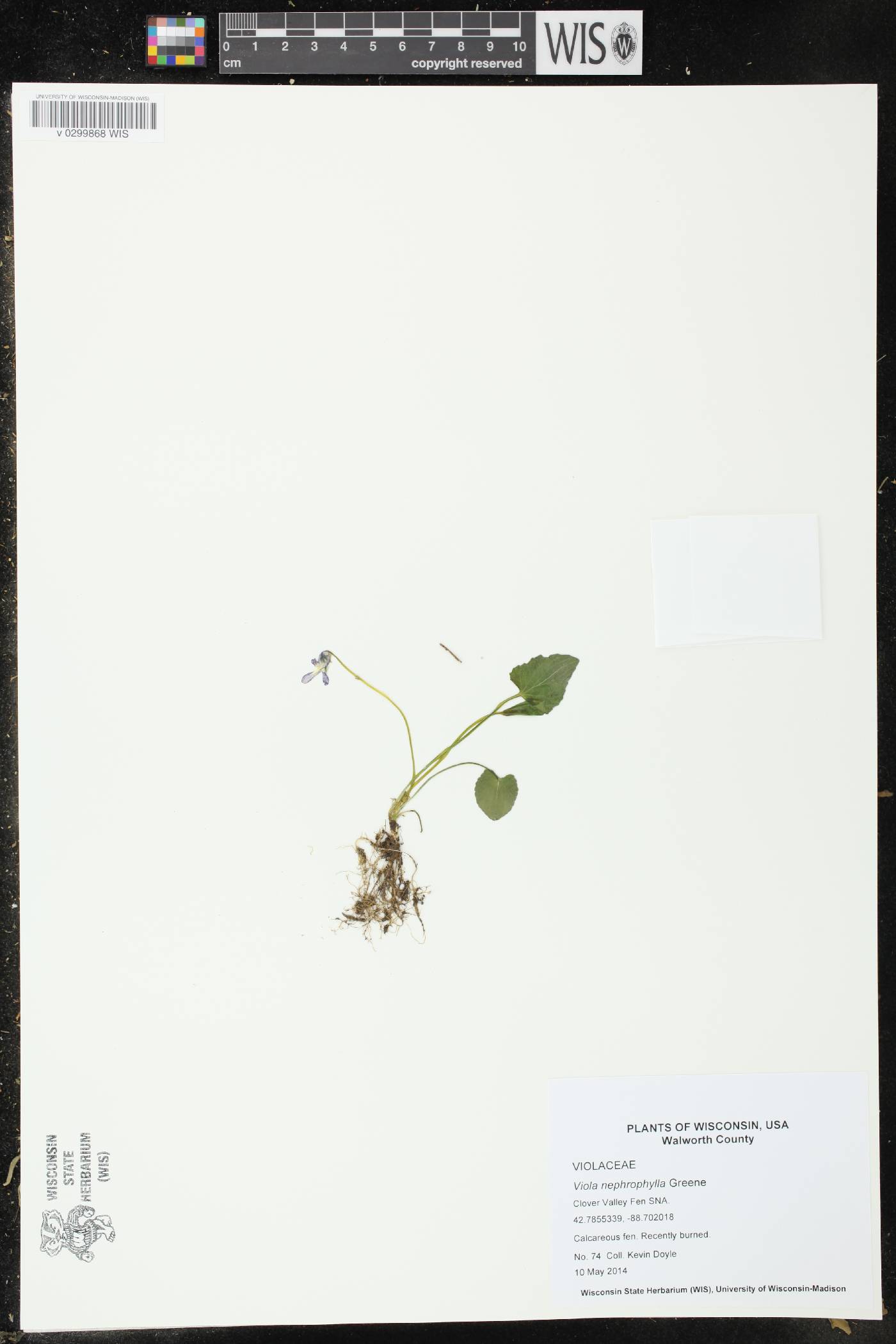 Viola nephrophylla image
