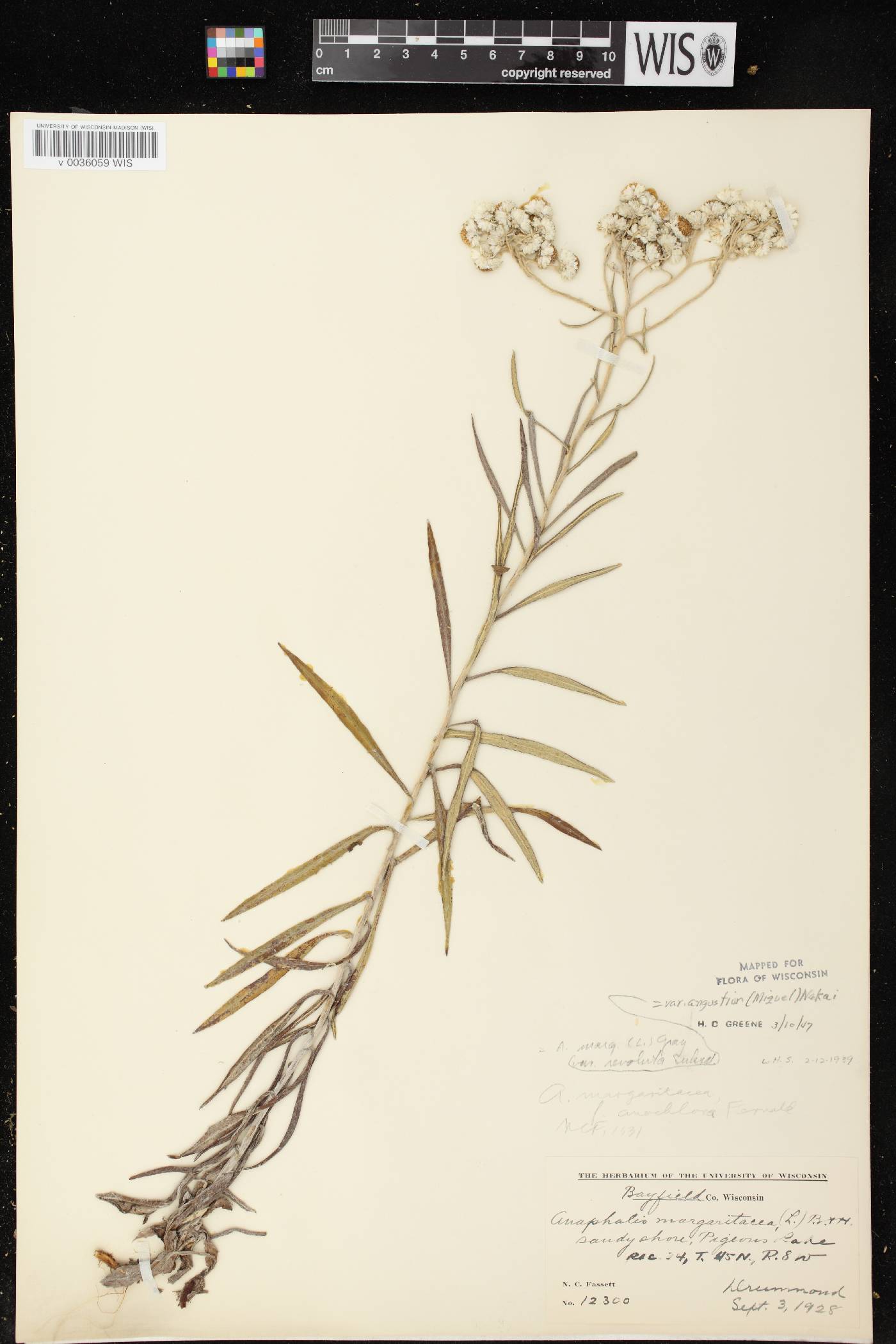 Anaphalis margaritacea image