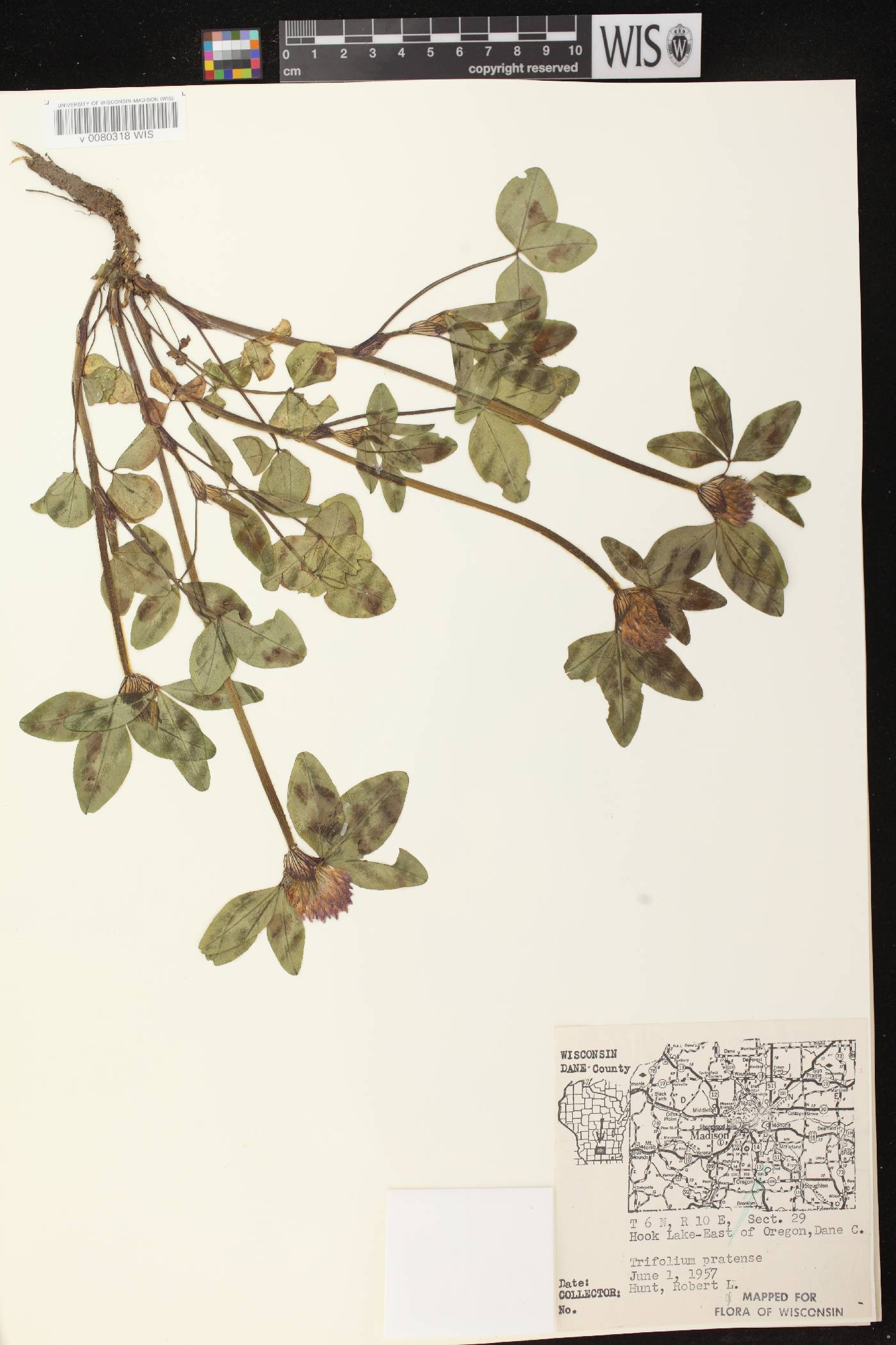 Trifolium pratense image