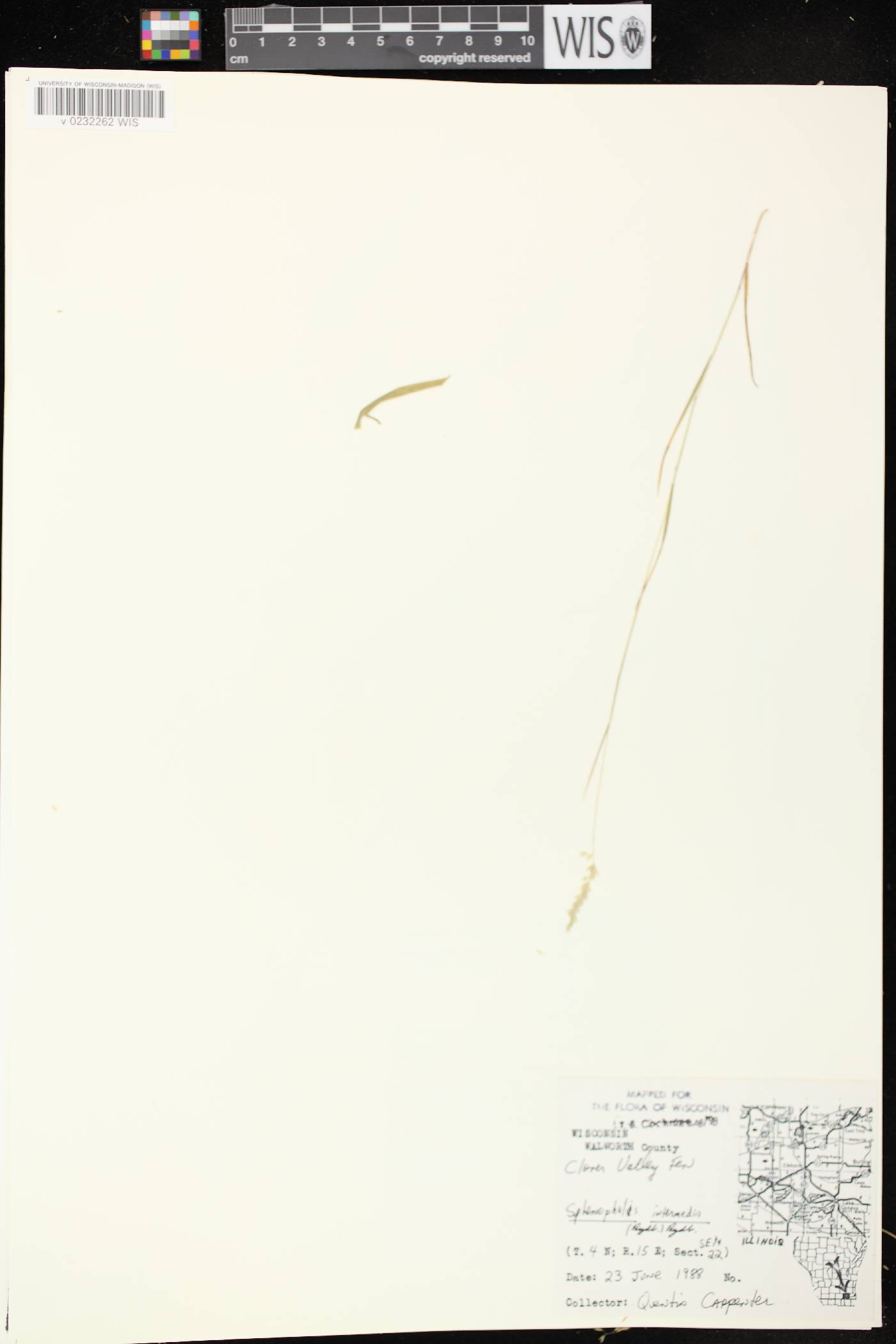 Sphenopholis intermedia image