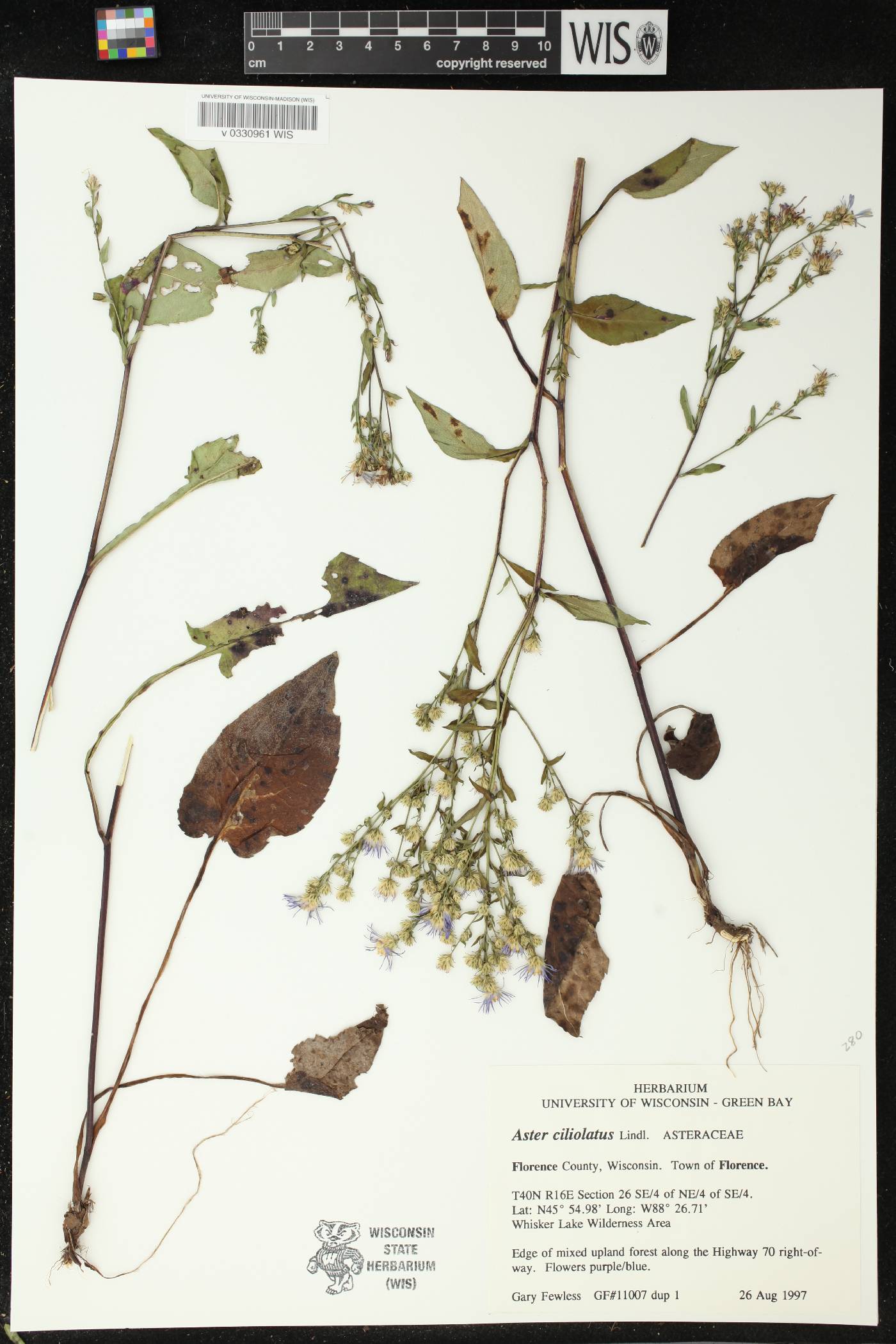 Symphyotrichum ciliolatum image