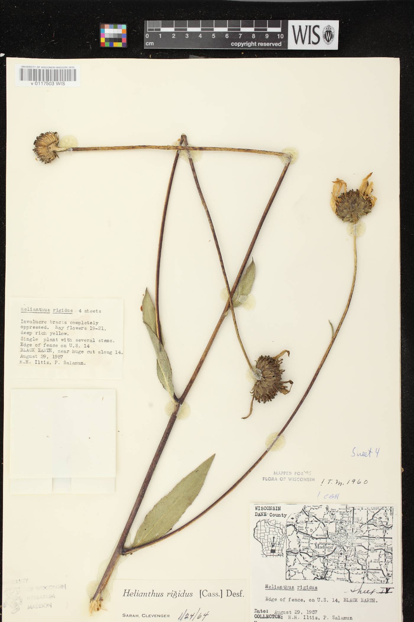 Helianthus pauciflorus subsp. pauciflorus image
