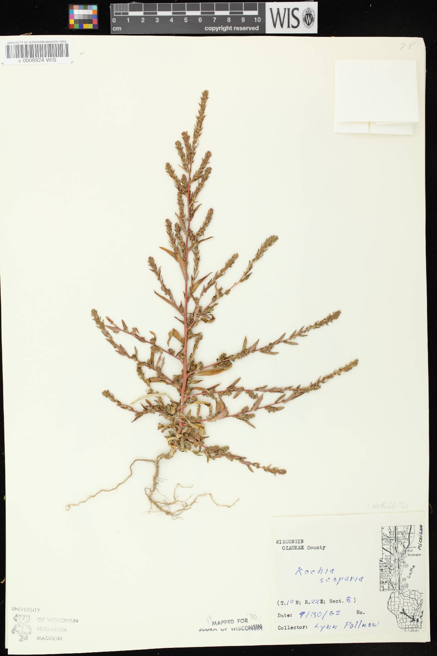 Bassia scoparia image