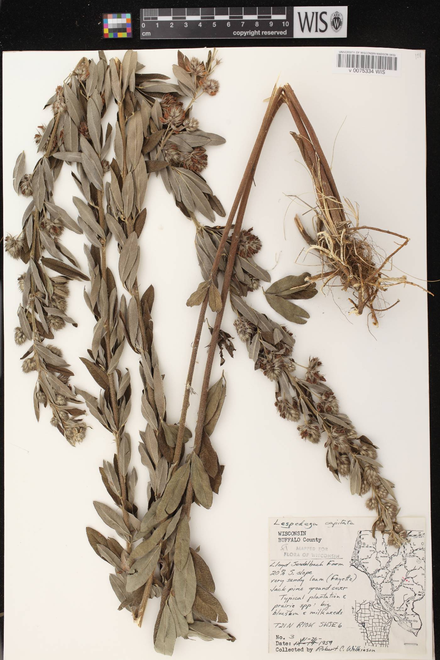 Lespedeza capitata image