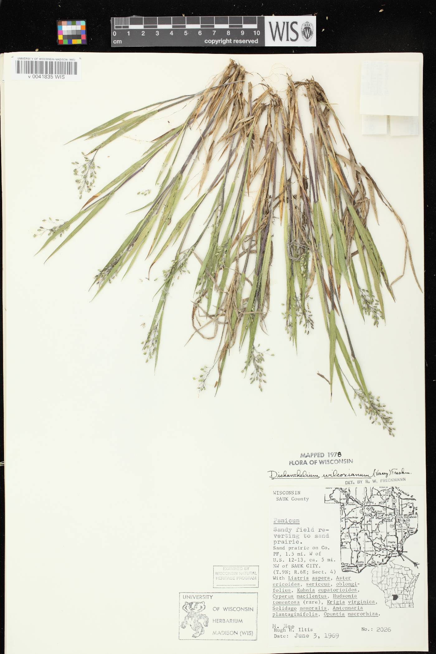 Dichanthelium wilcoxianum image