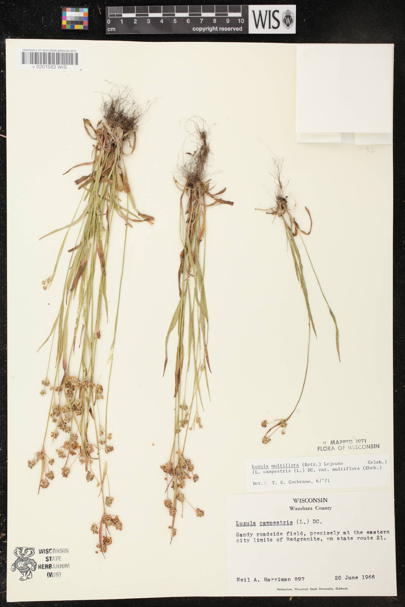Luzula multiflora image