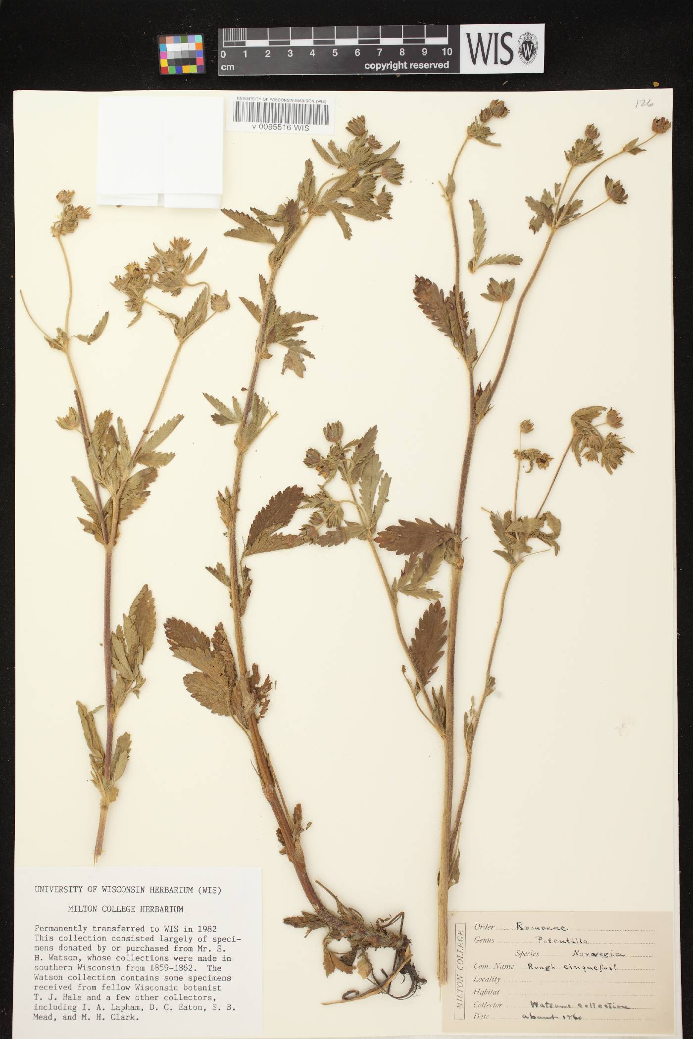 Potentilla norvegica image