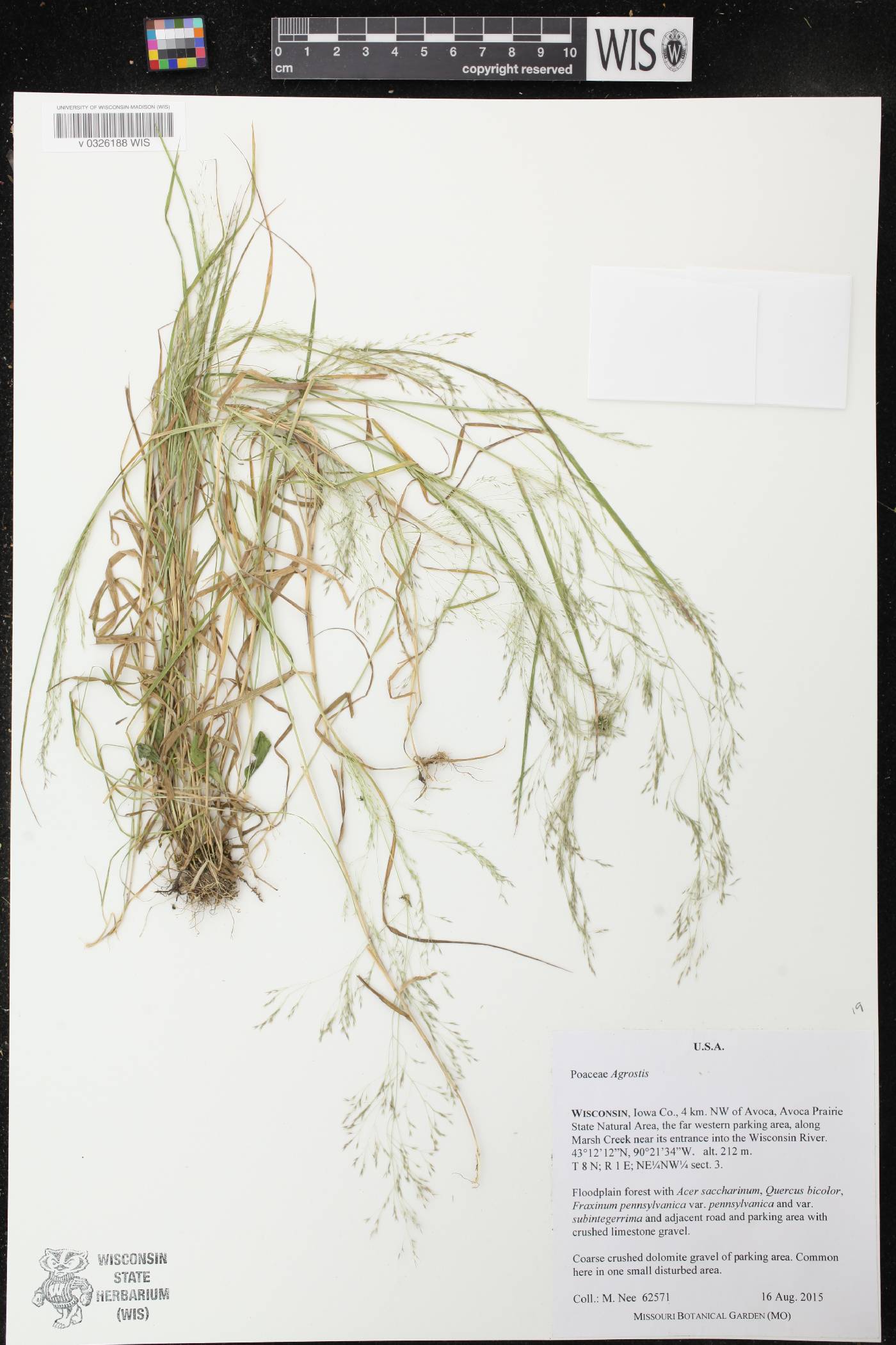 Agrostis perennans image