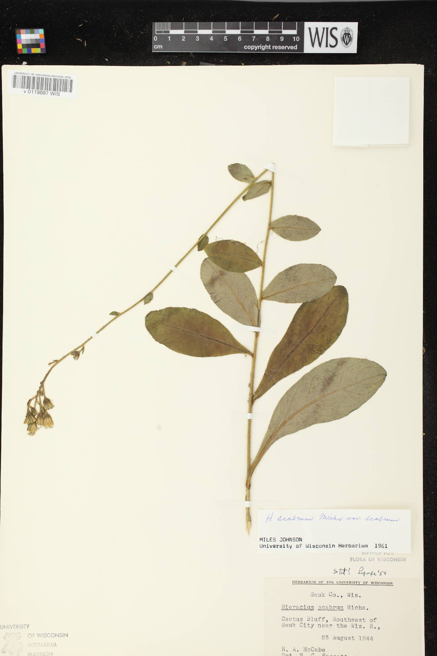 Hieracium scabrum image