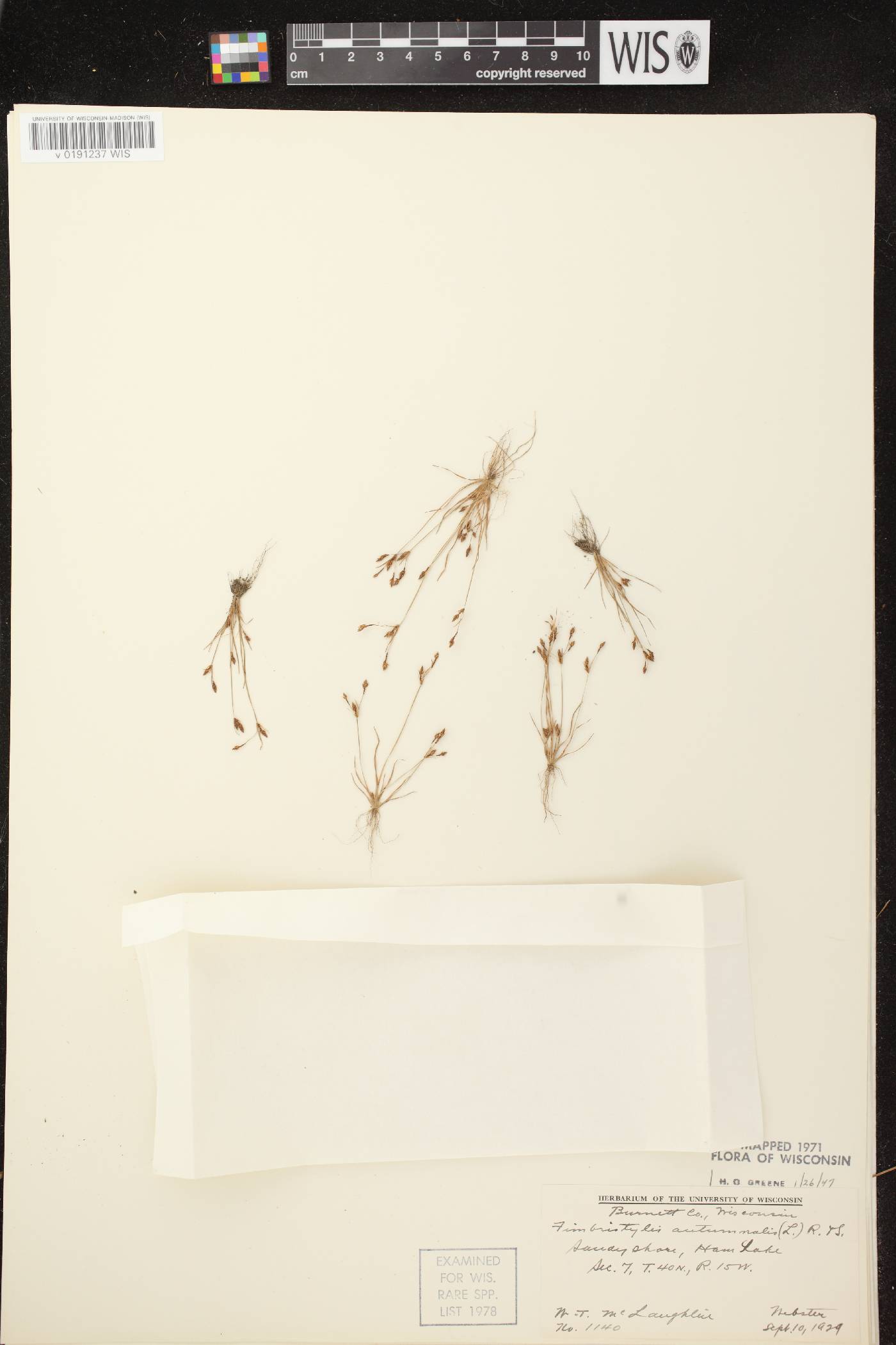 Fimbristylis autumnalis image