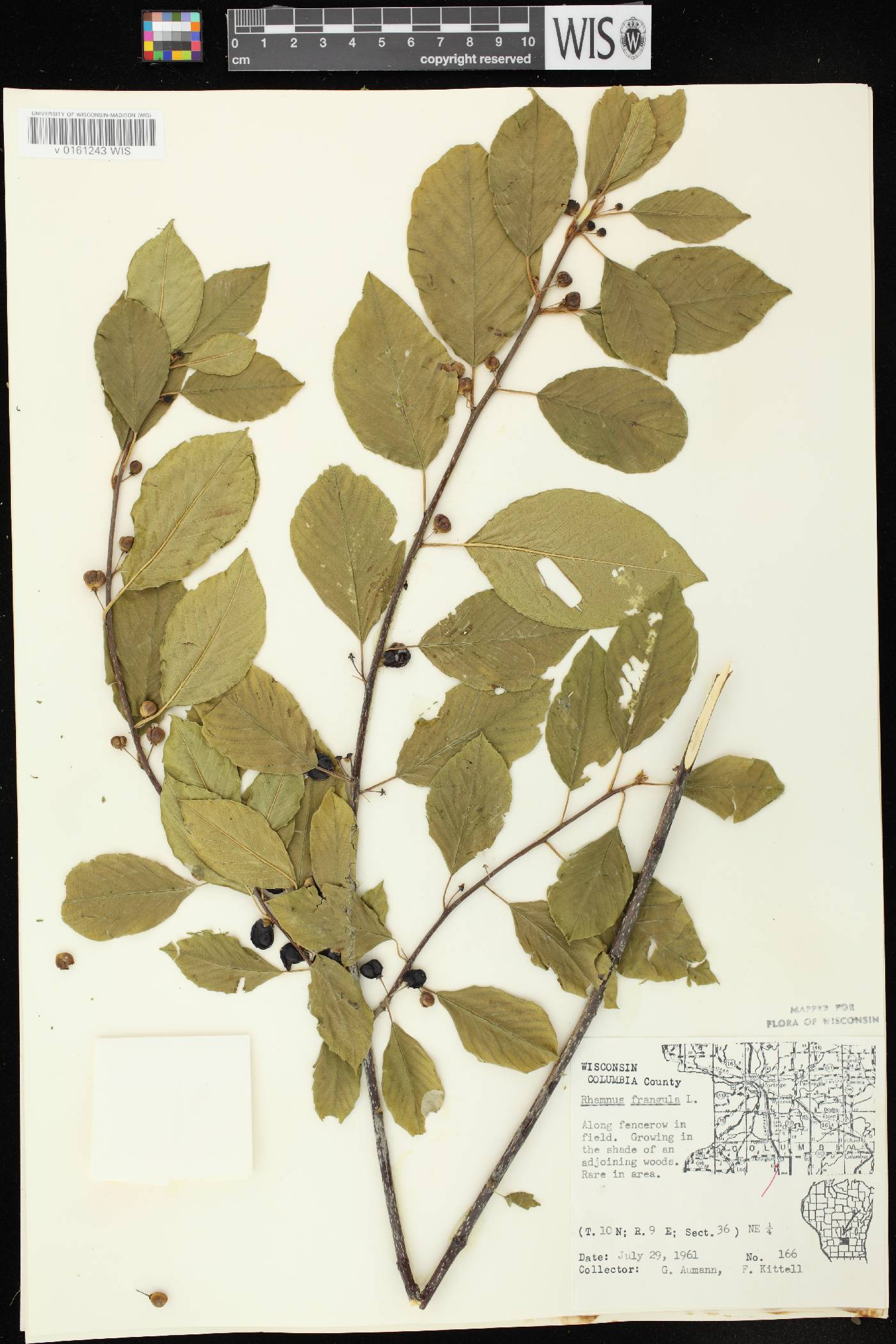 Frangula alnus image
