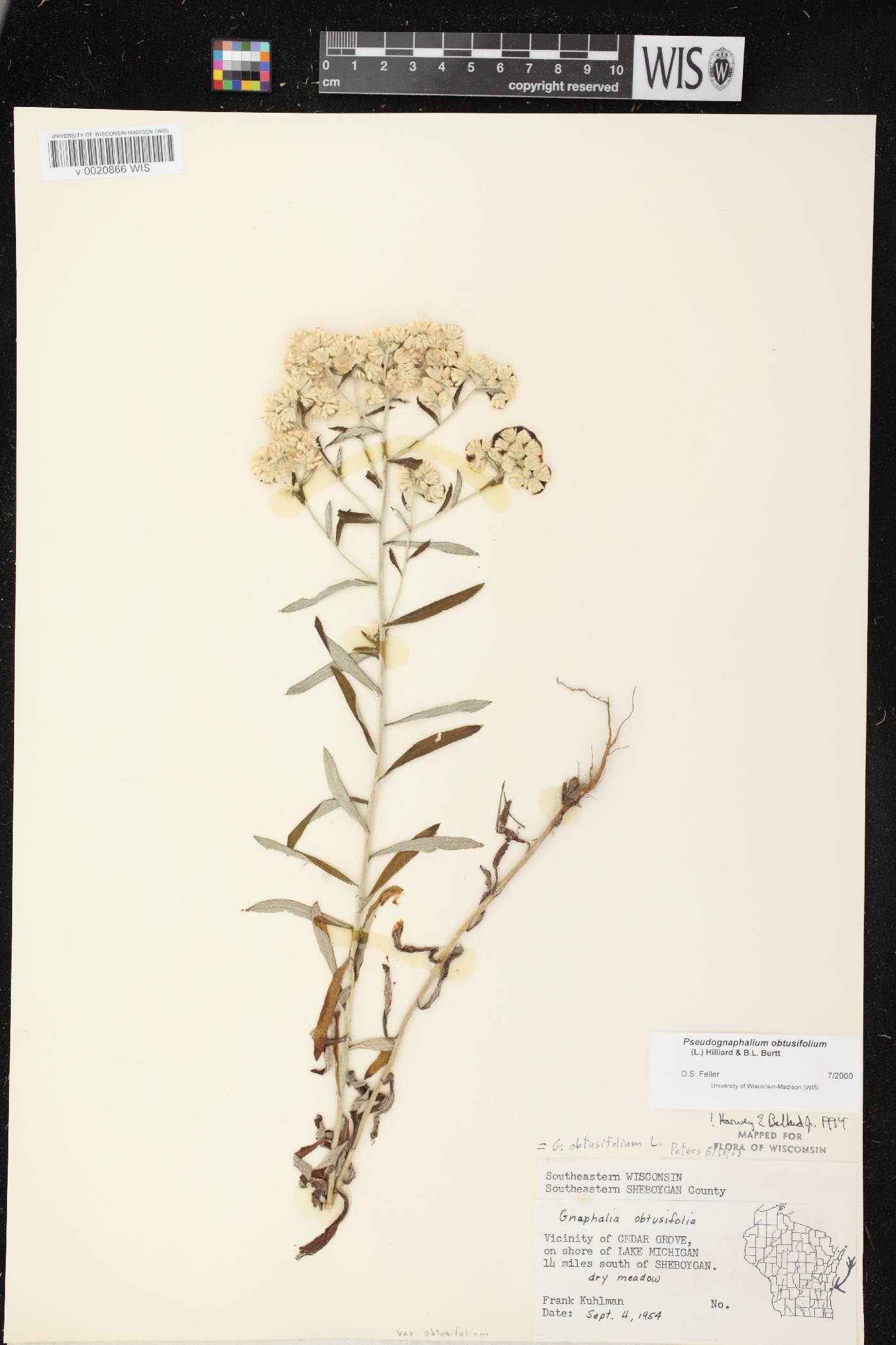 Pseudognaphalium obtusifolium image