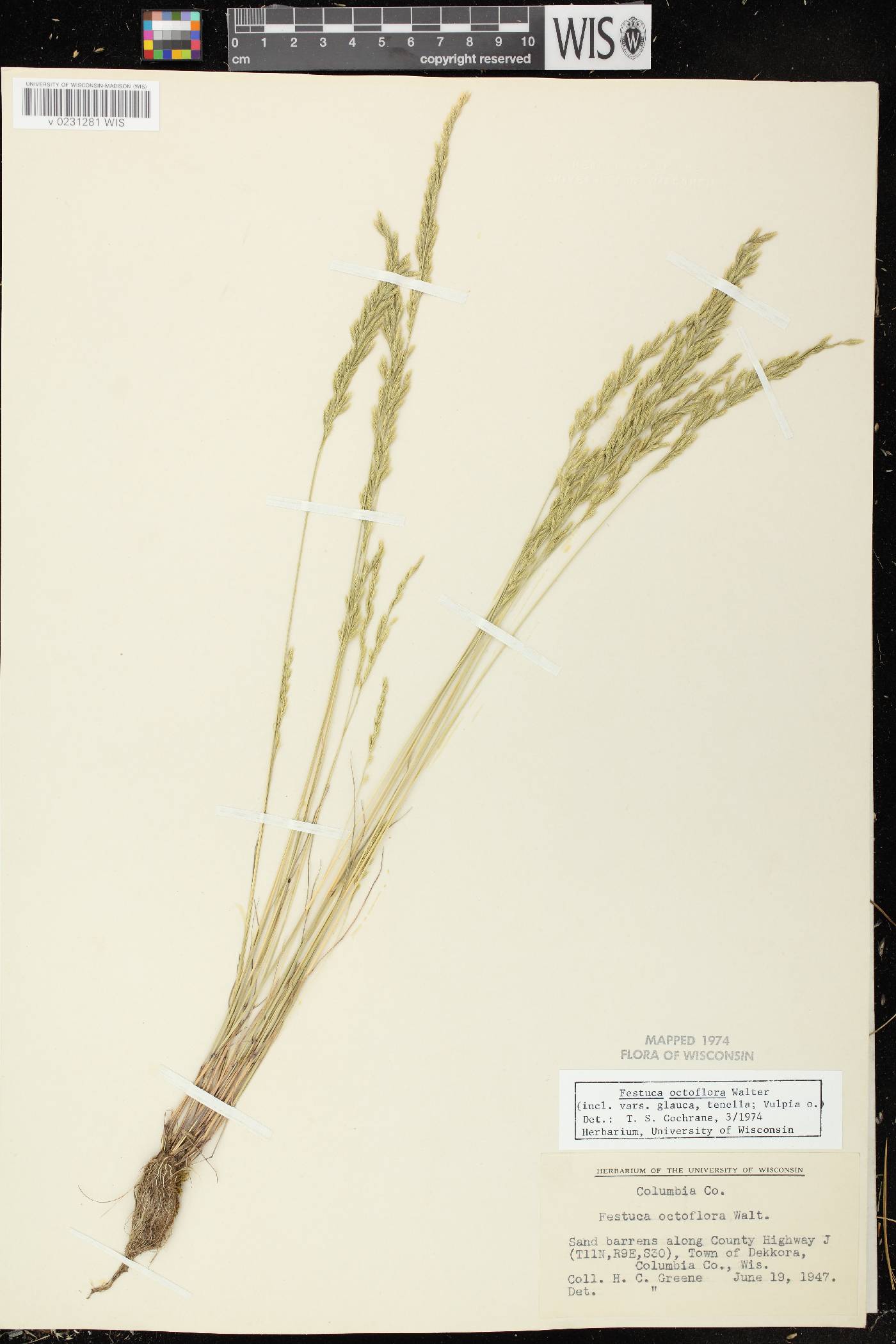 Festuca octoflora image