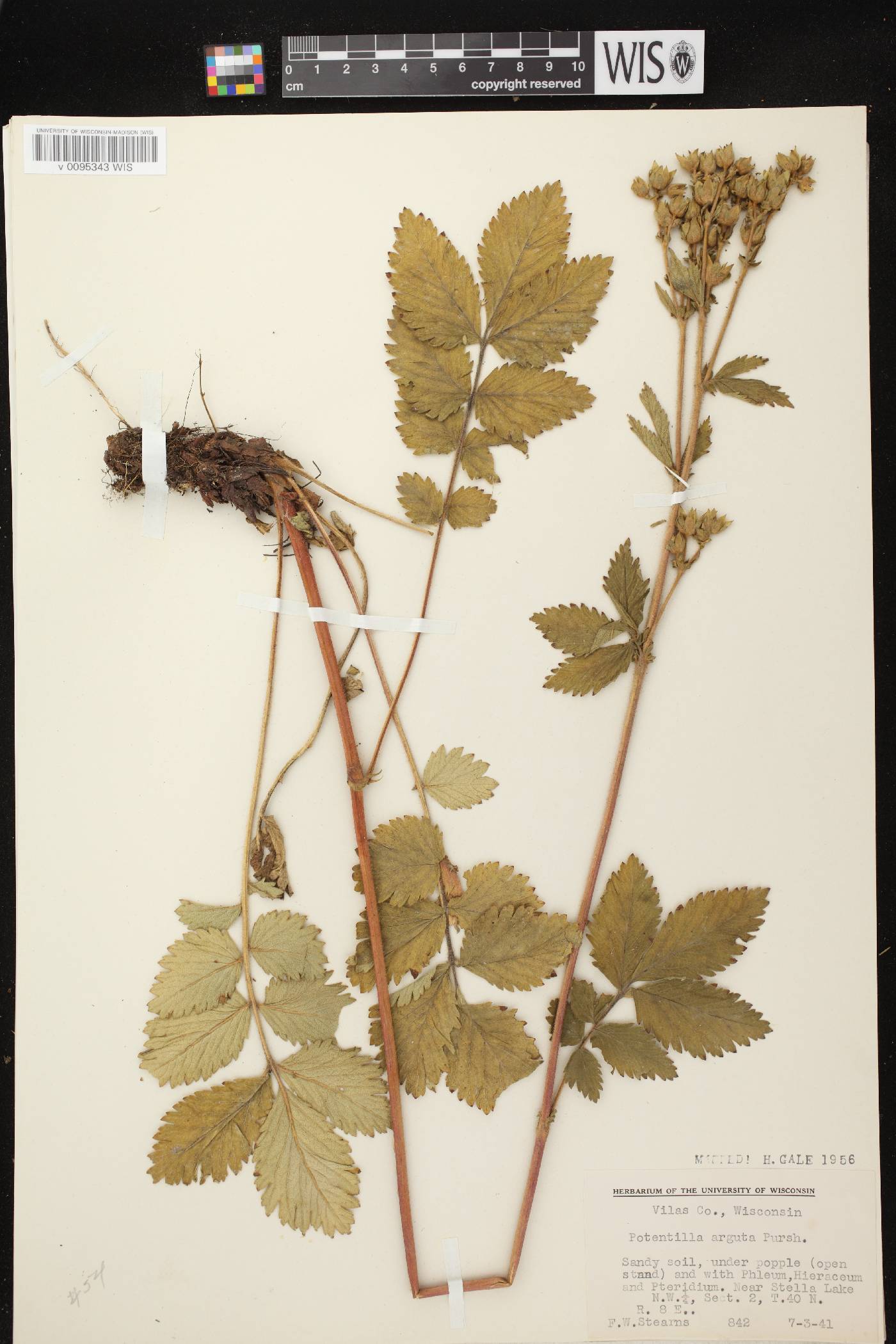 Drymocallis arguta image