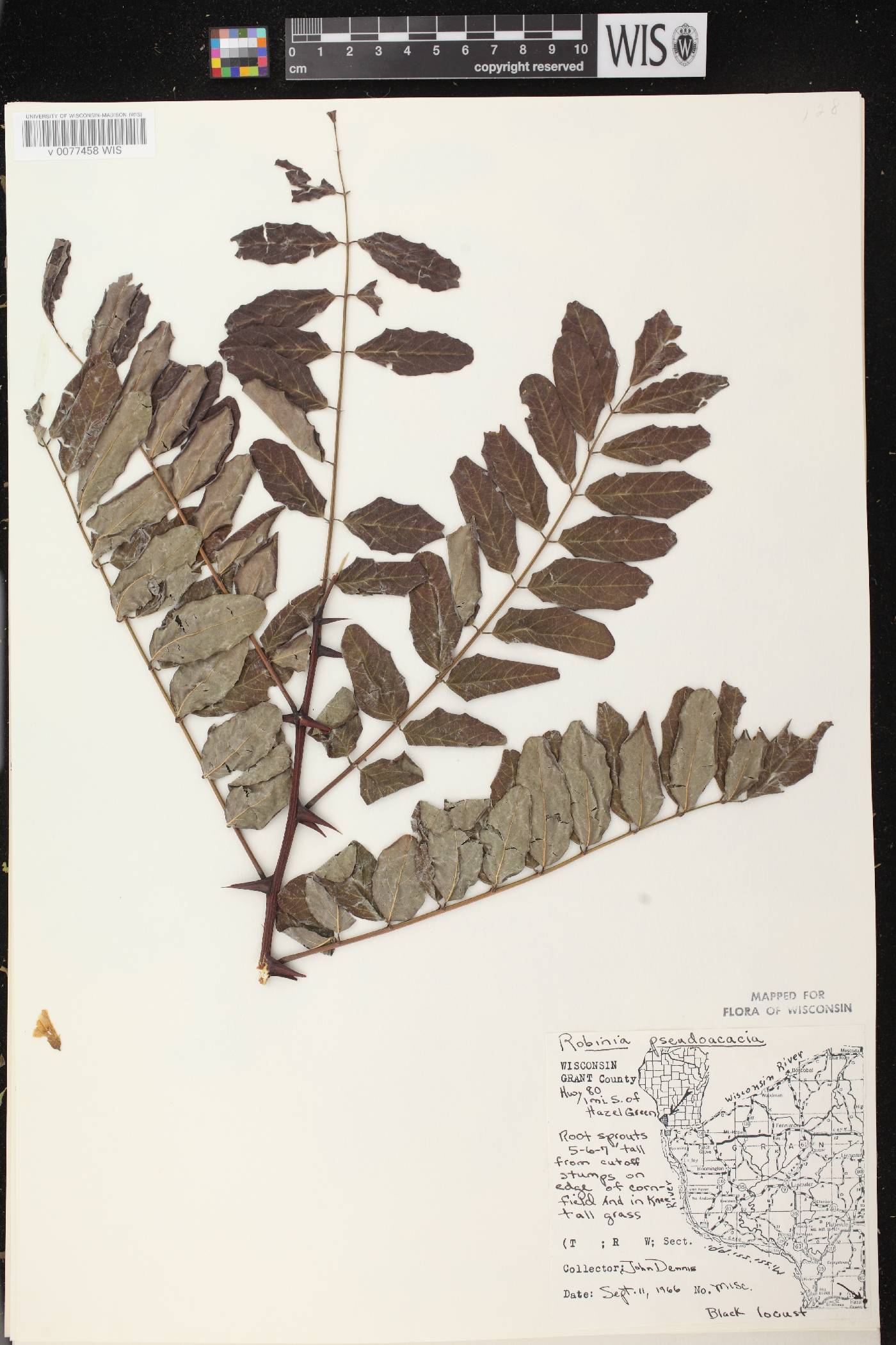 Robinia pseudoacacia image