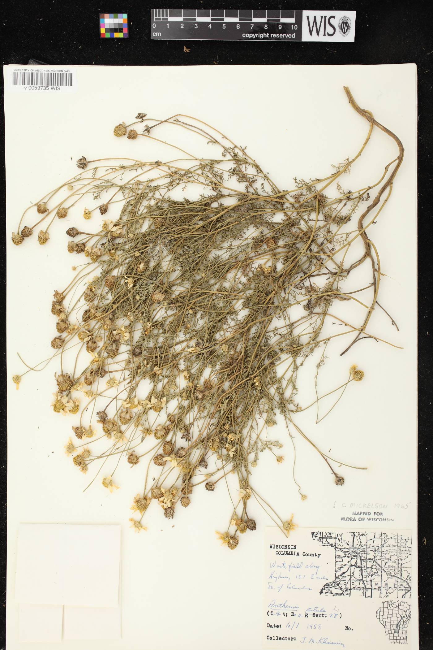 Anthemis cotula image