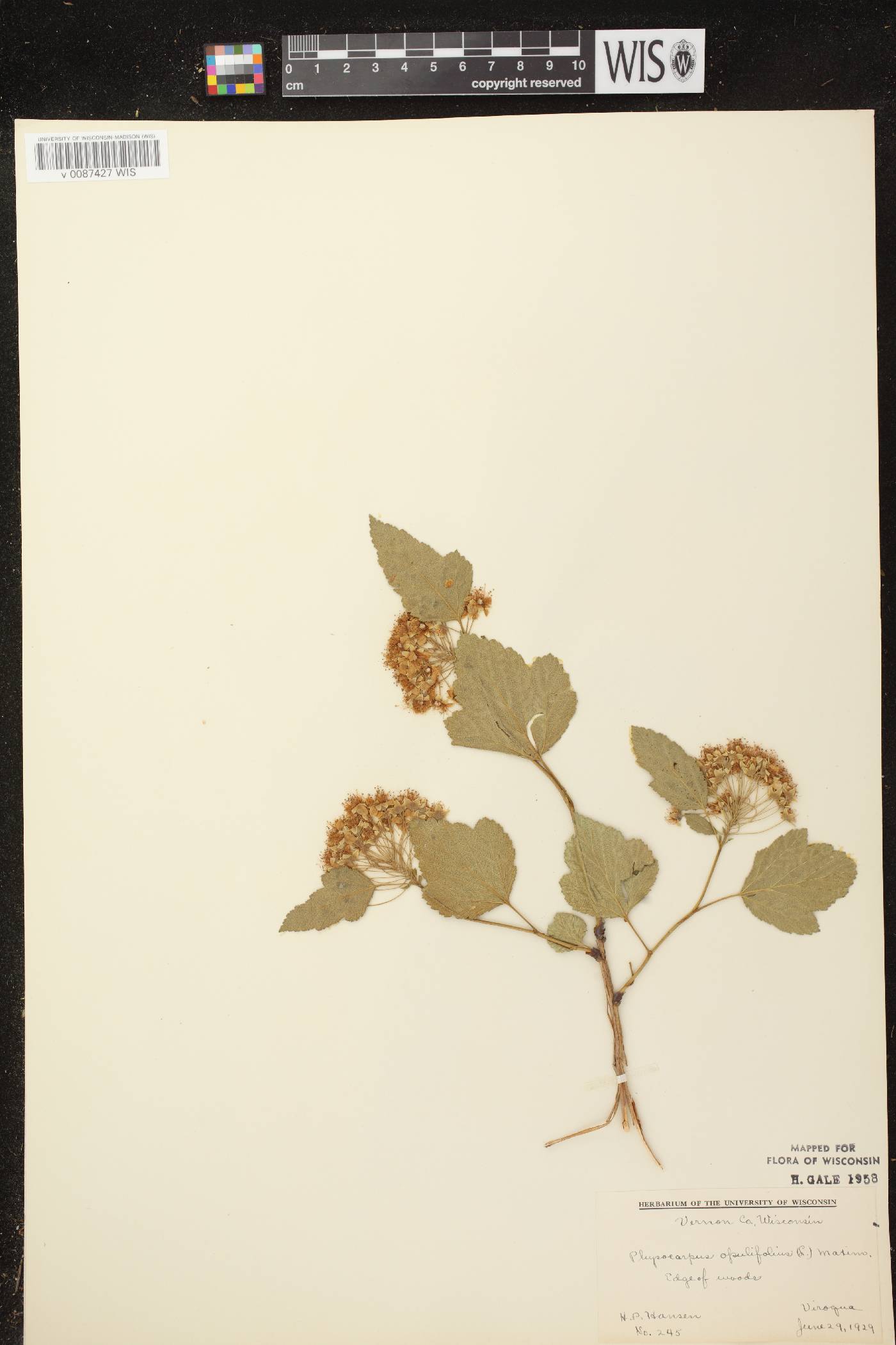 Physocarpus opulifolius image