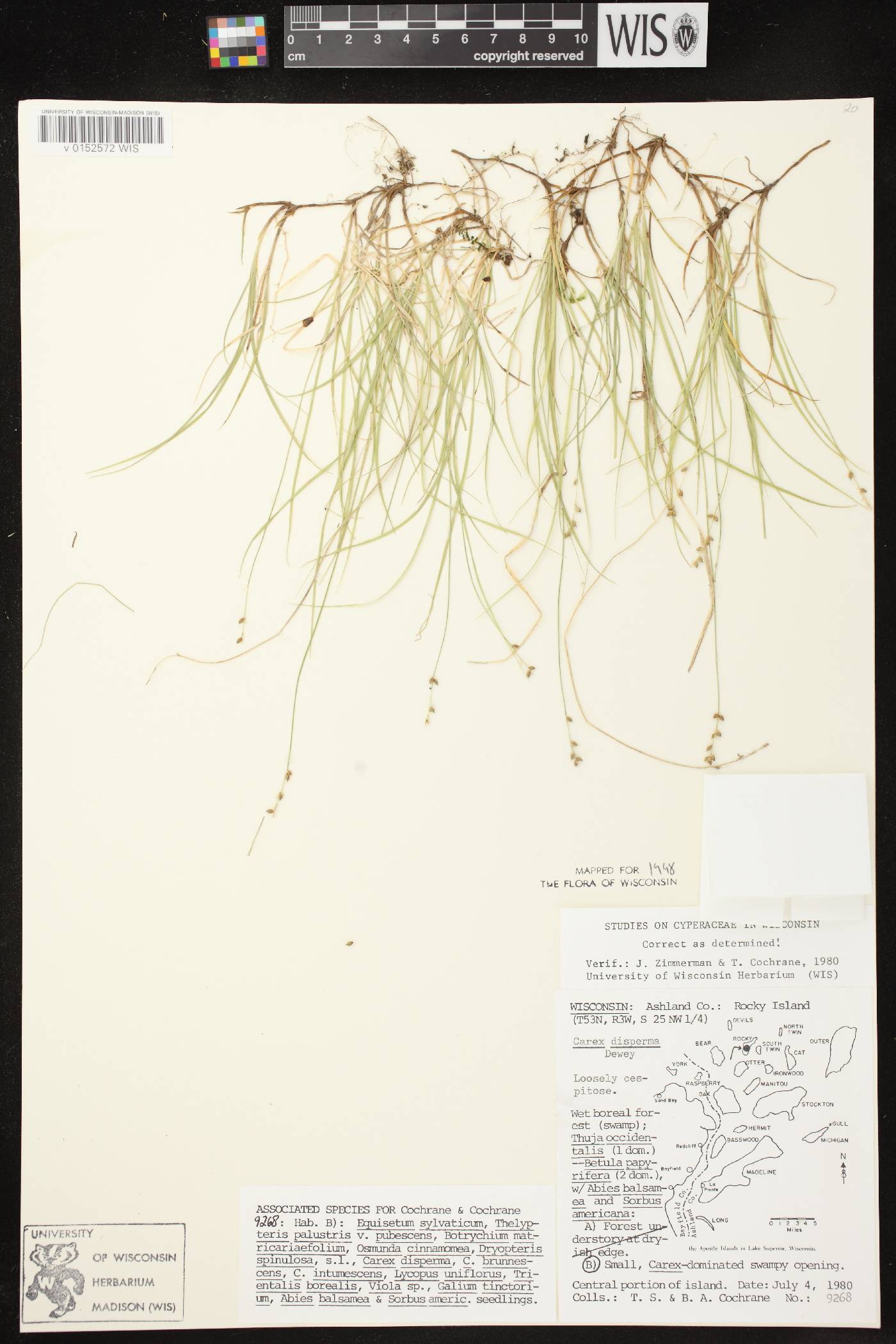 Carex disperma image