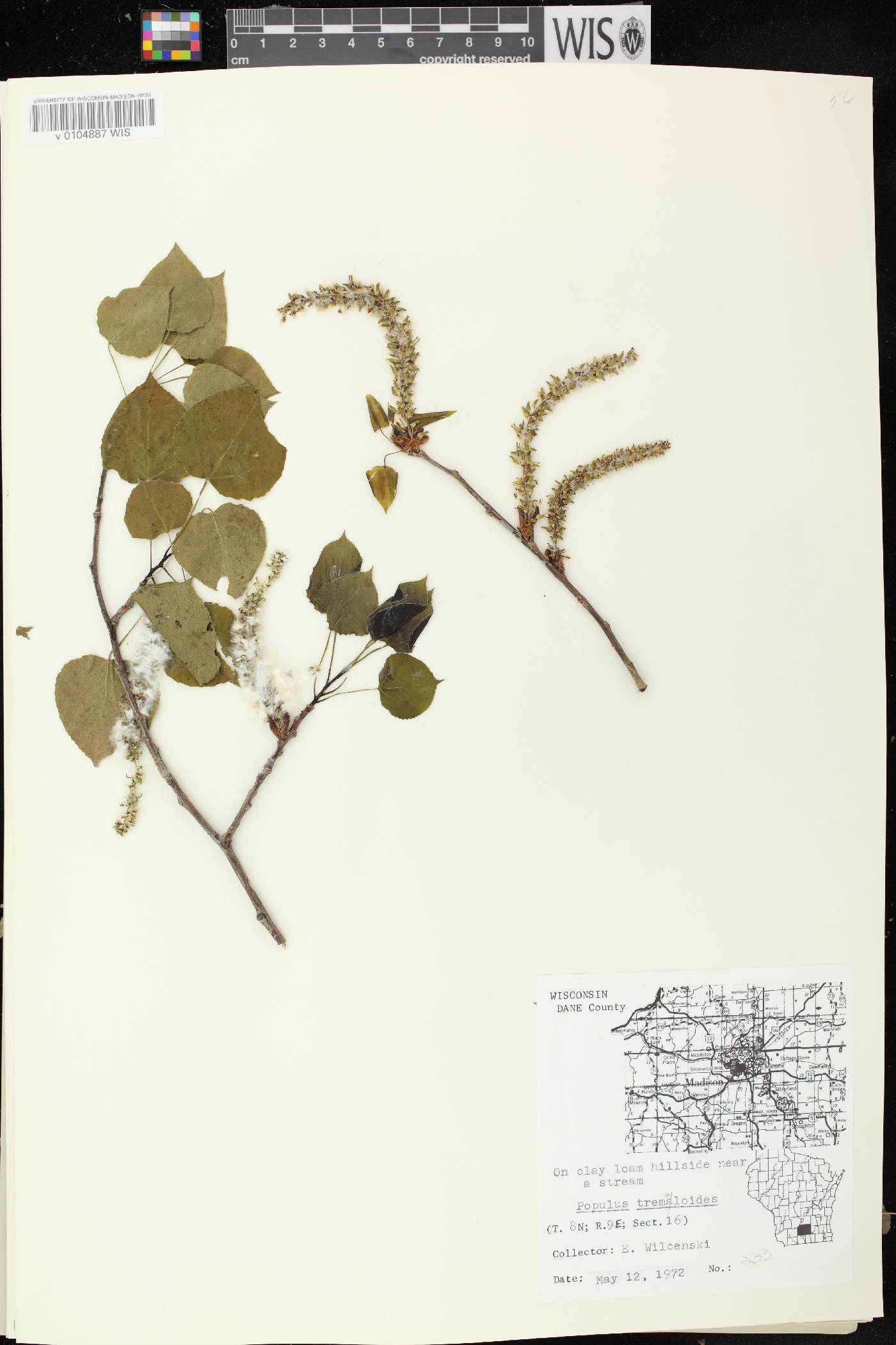 Populus tremuloides image