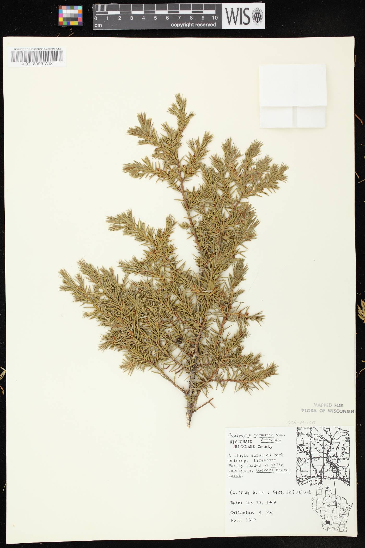 Juniperus communis image