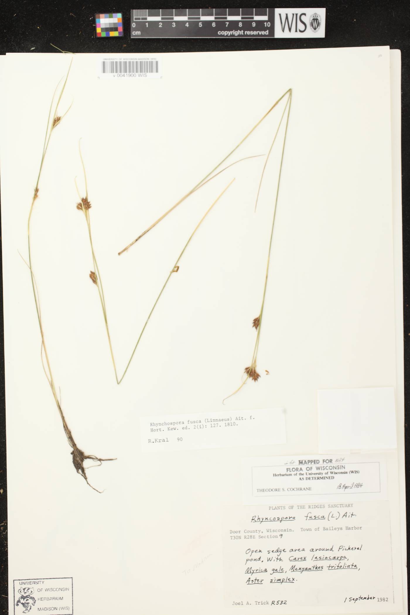 Rhynchospora fusca image