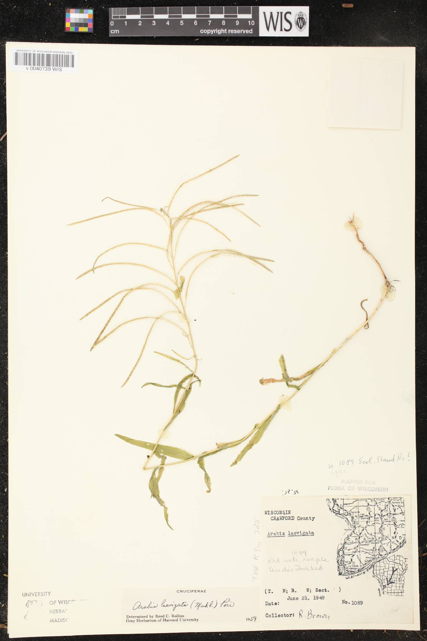 Boechera laevigata image