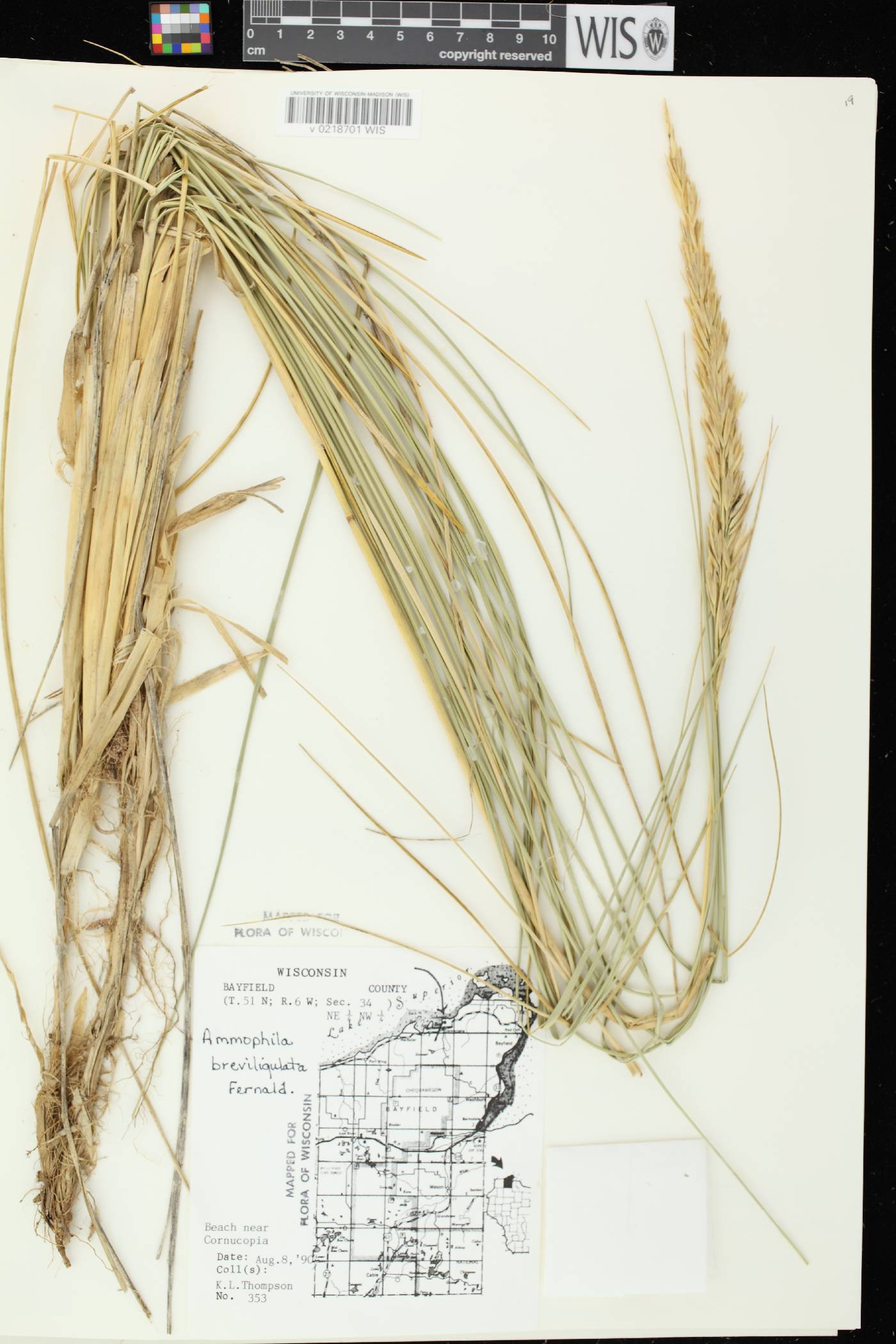Ammophila breviligulata image