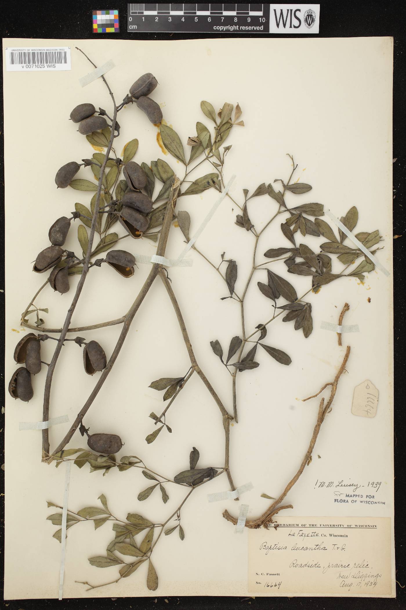 Baptisia lactea image