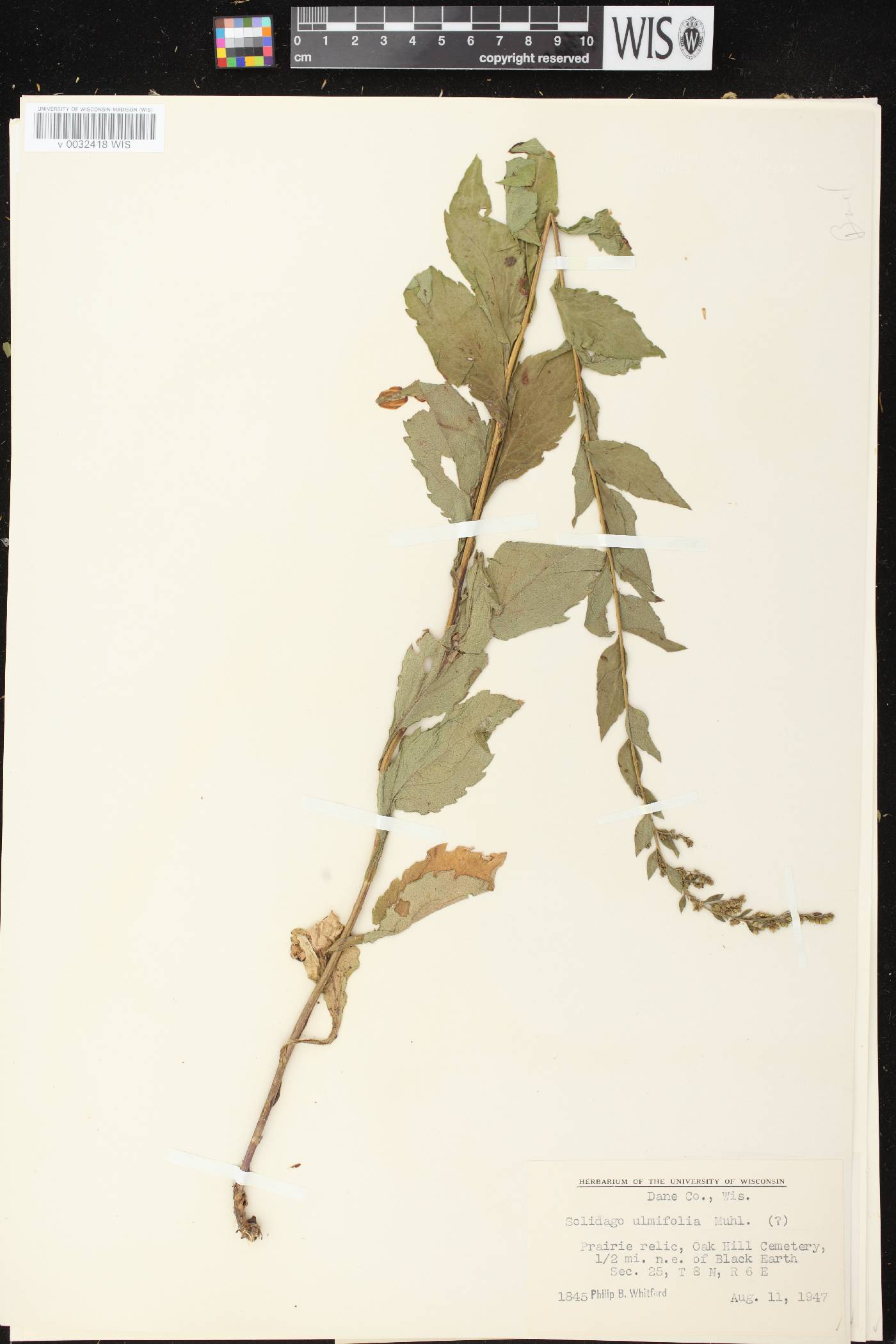 Solidago ulmifolia var. ulmifolia image