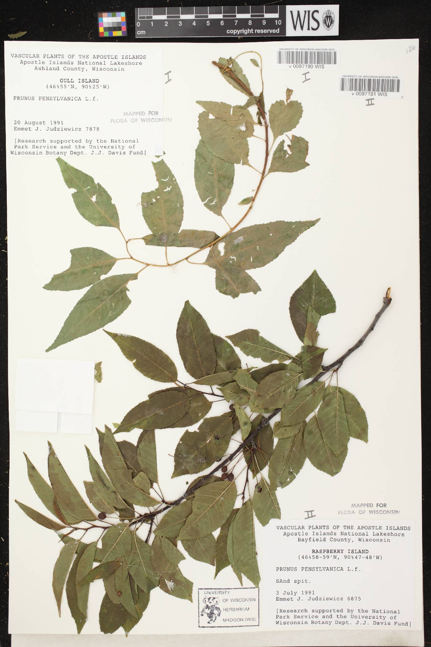 Prunus pensylvanica image