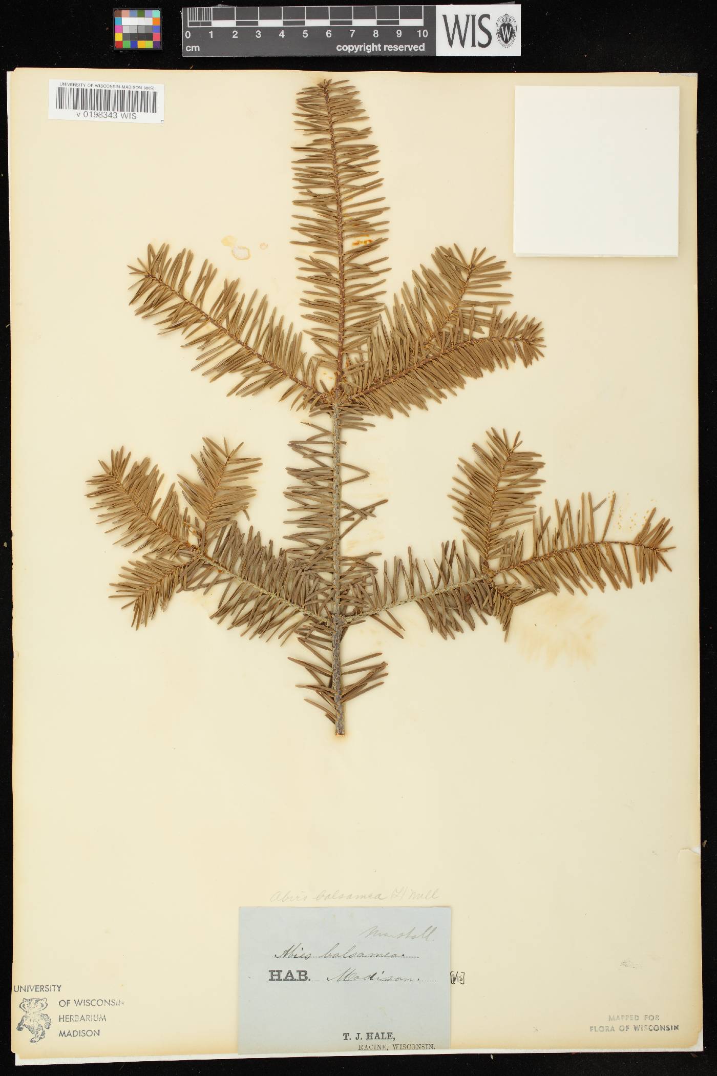 Abies balsamea image