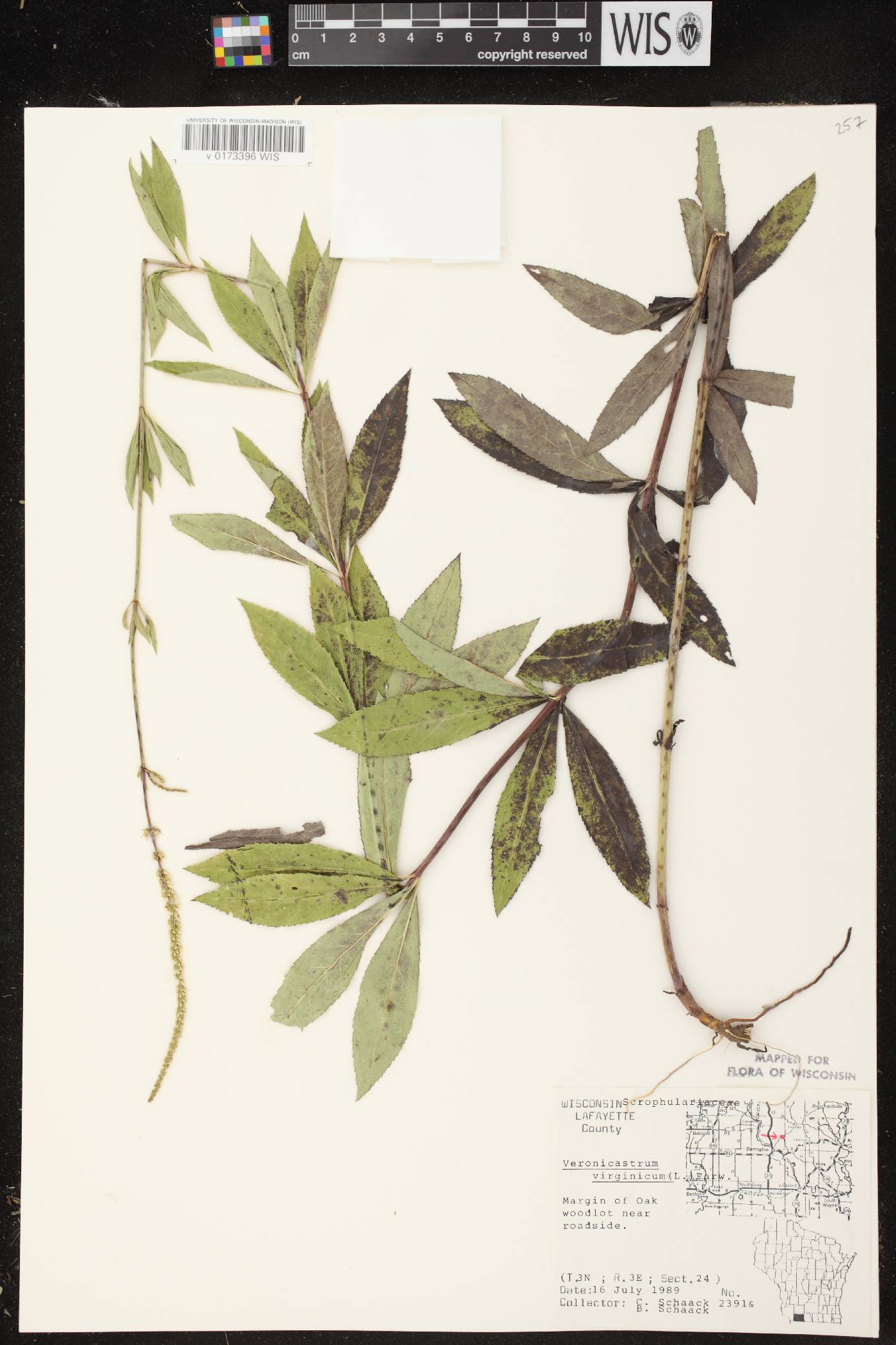 Veronicastrum virginicum image