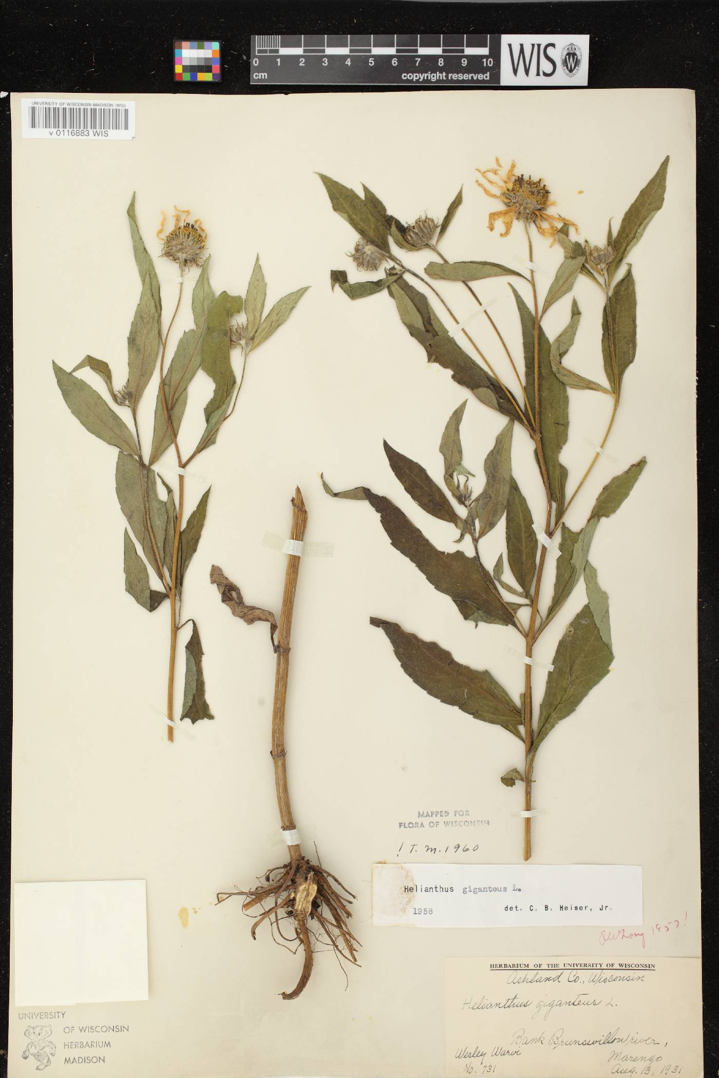 Helianthus giganteus image