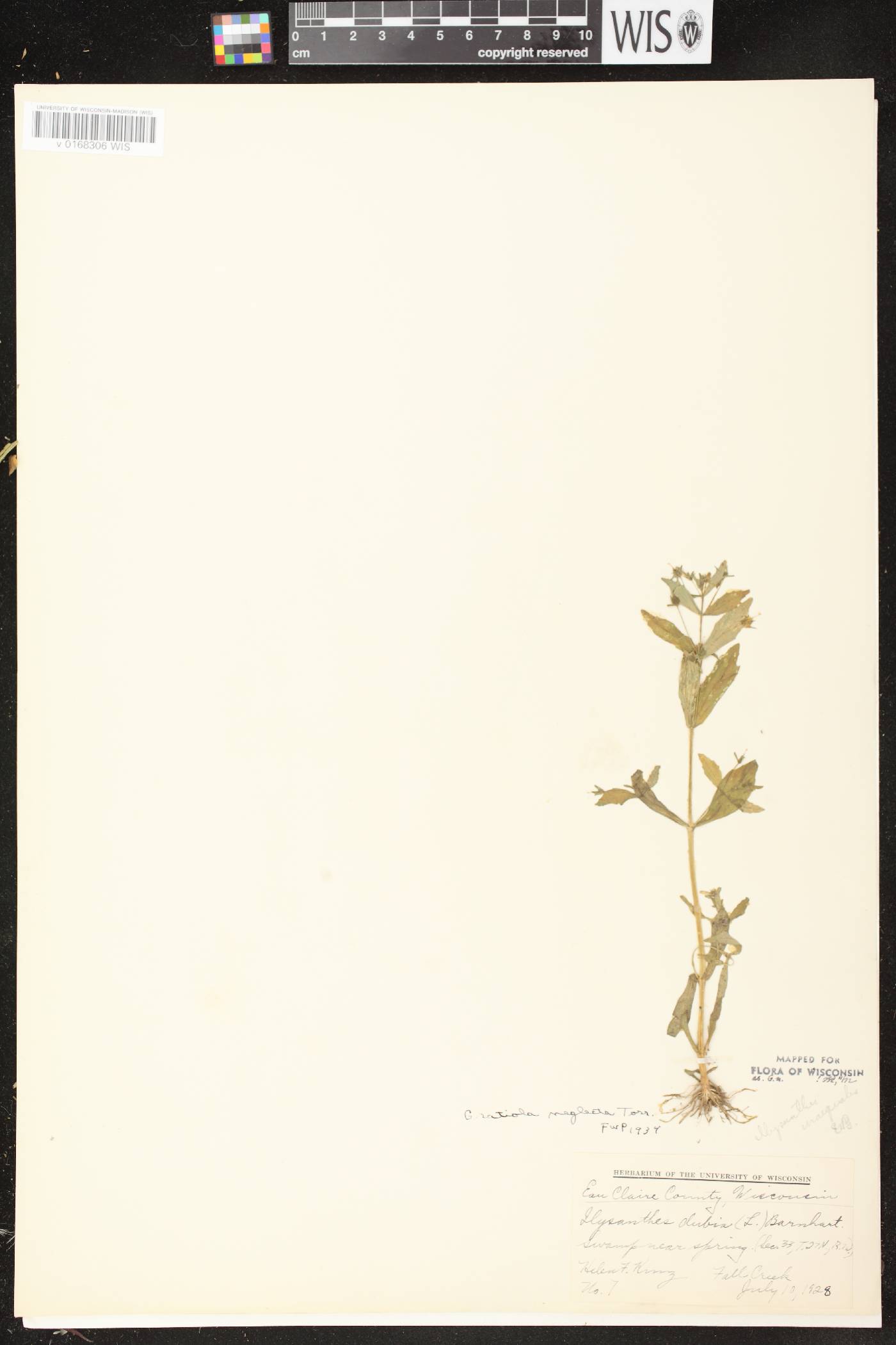 Gratiola neglecta image